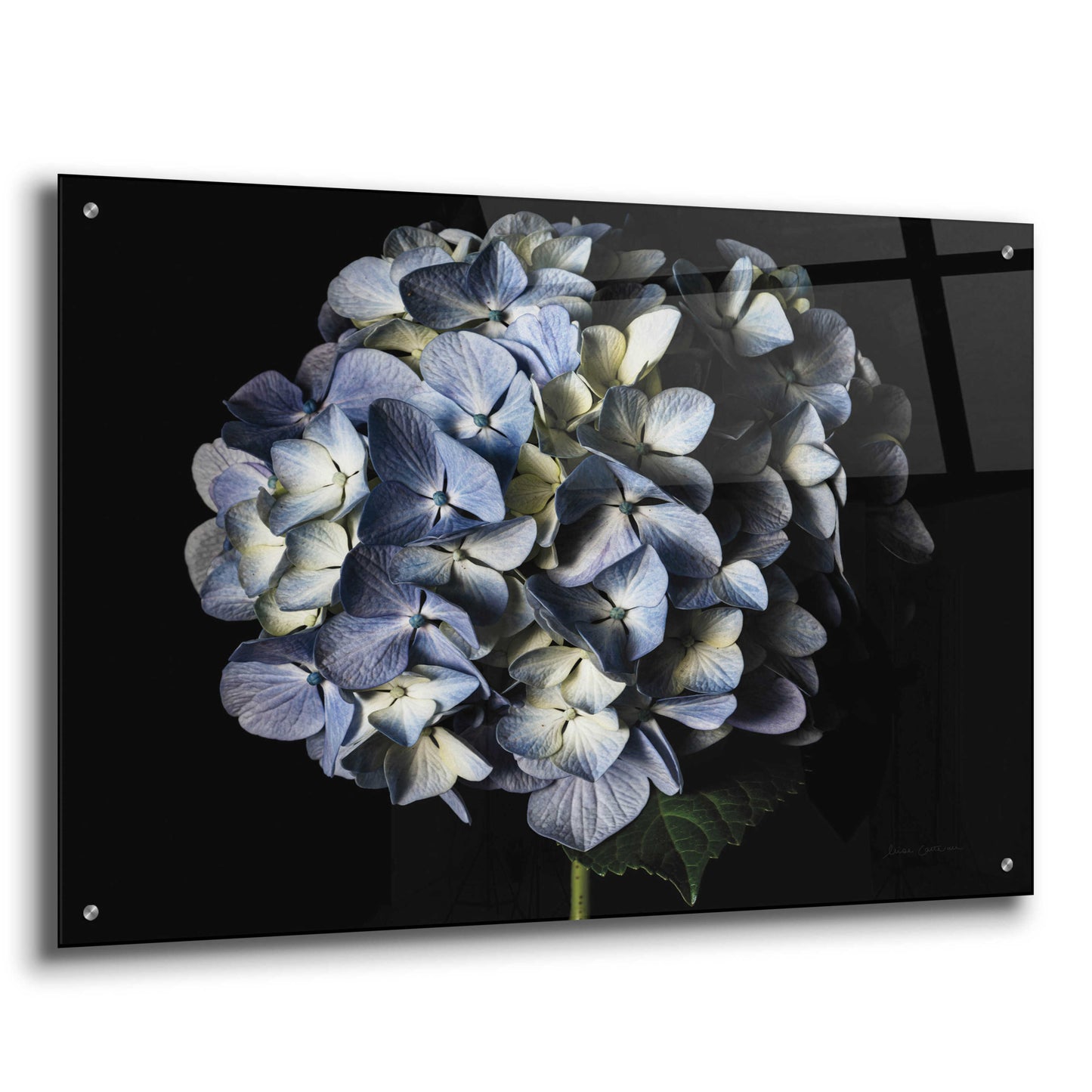 Epic Art 'Pale Blue Hydrangea' by Elise Catterall, Acrylic Glass Wall Art,36x24