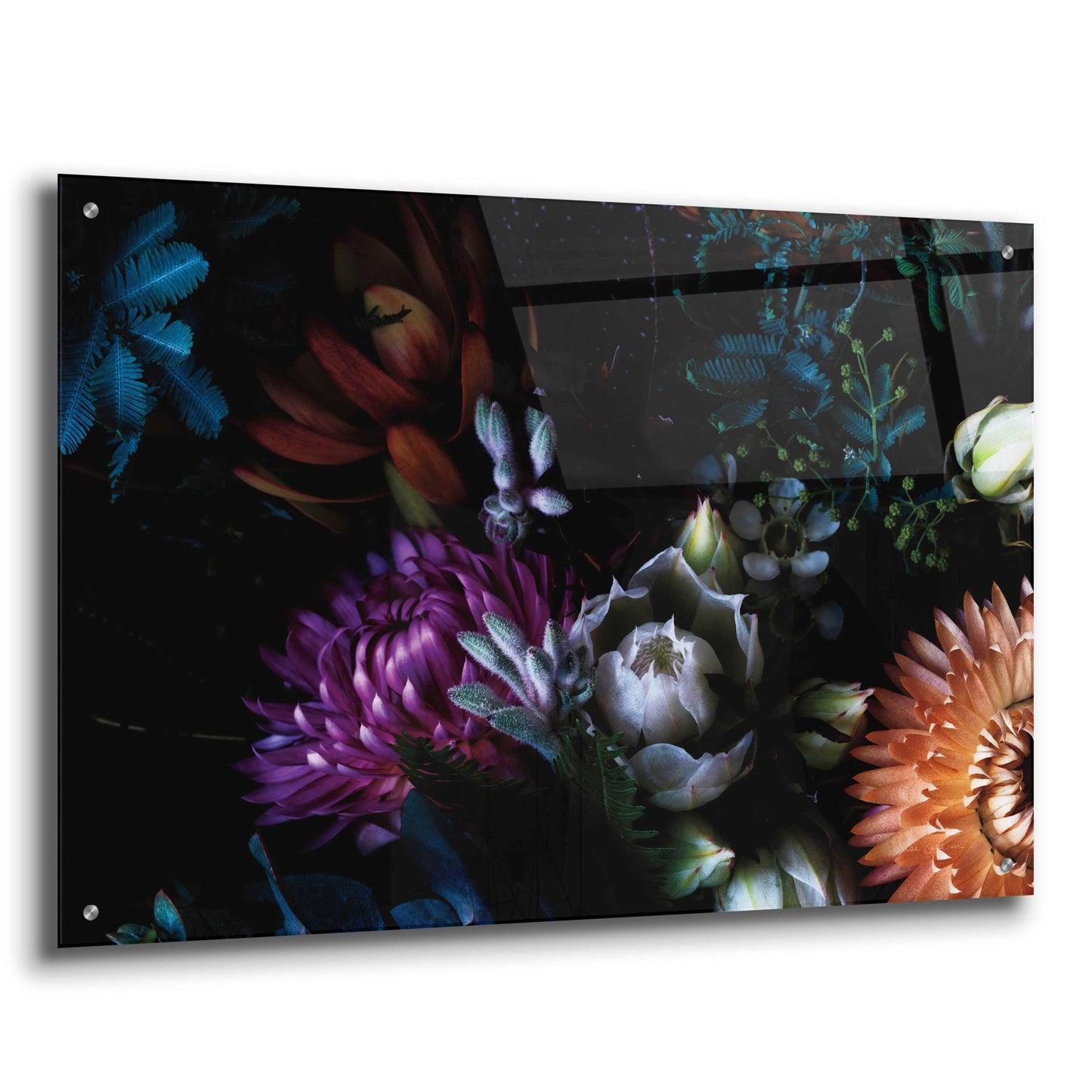 Epic Art 'Paper Daisies and Blushing Brides' by Elise Catterall, Acrylic Glass Wall Art,36x24