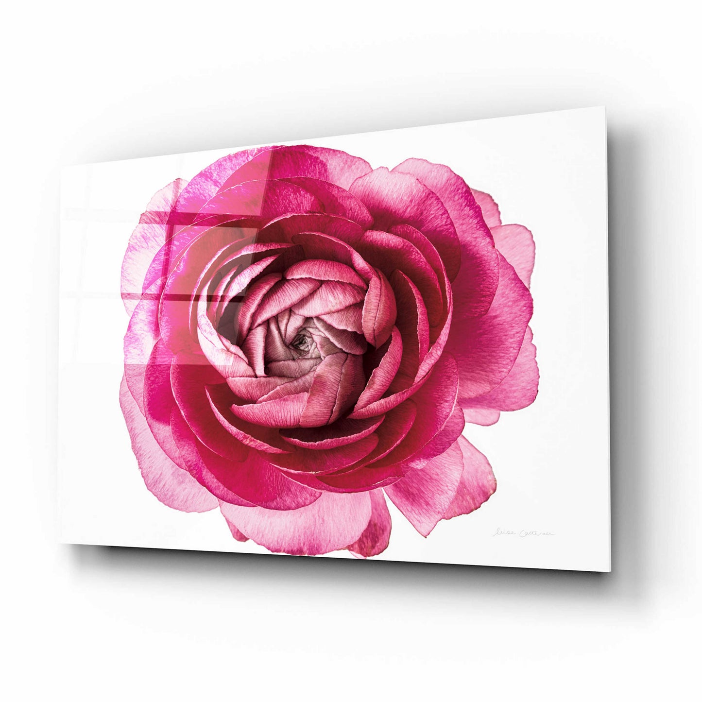 Epic Art 'Pink Ranunculus on White' by Elise Catterall, Acrylic Glass Wall Art,16x12