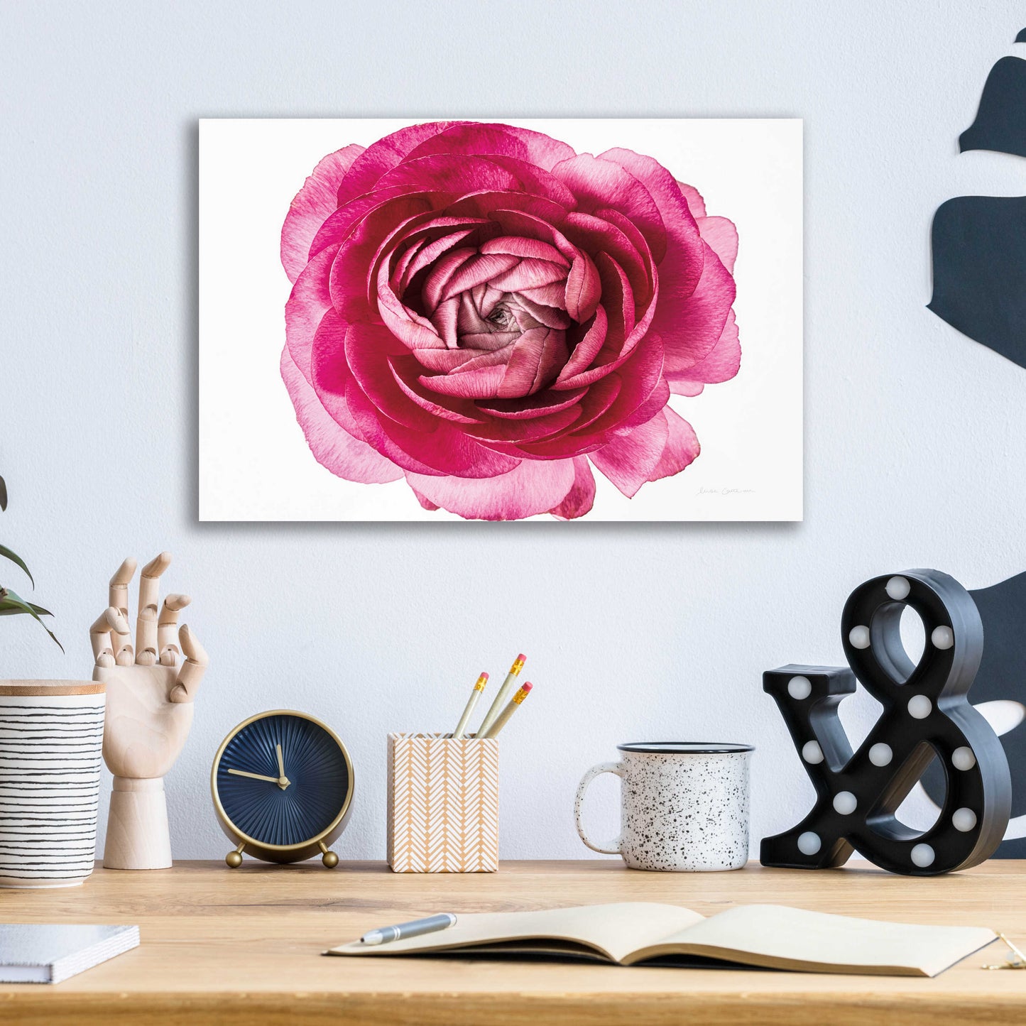 Epic Art 'Pink Ranunculus on White' by Elise Catterall, Acrylic Glass Wall Art,16x12