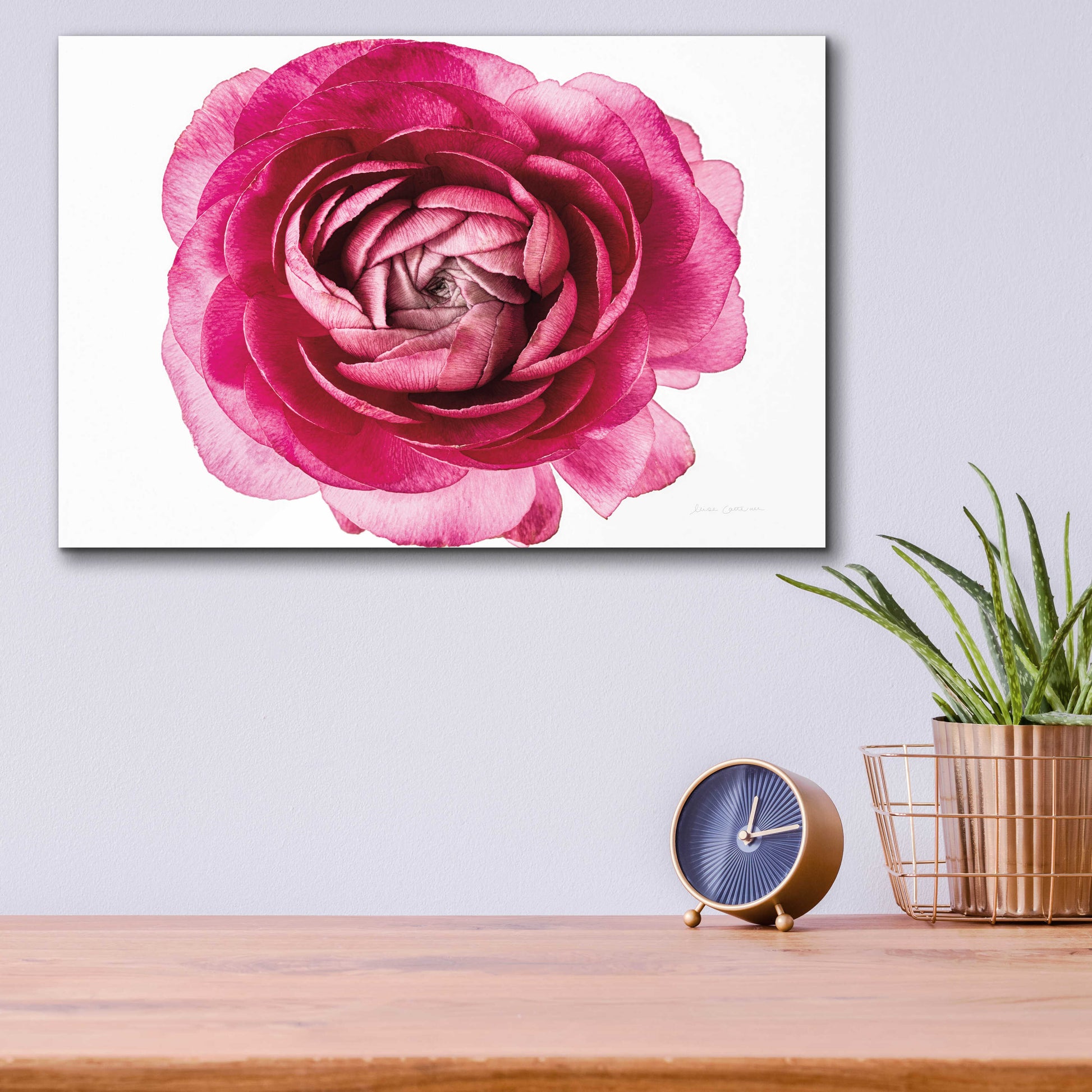 Epic Art 'Pink Ranunculus on White' by Elise Catterall, Acrylic Glass Wall Art,16x12