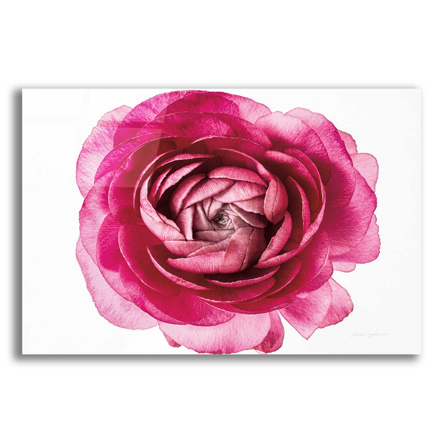 Epic Art 'Pink Ranunculus on White' by Elise Catterall, Acrylic Glass Wall Art,16x12