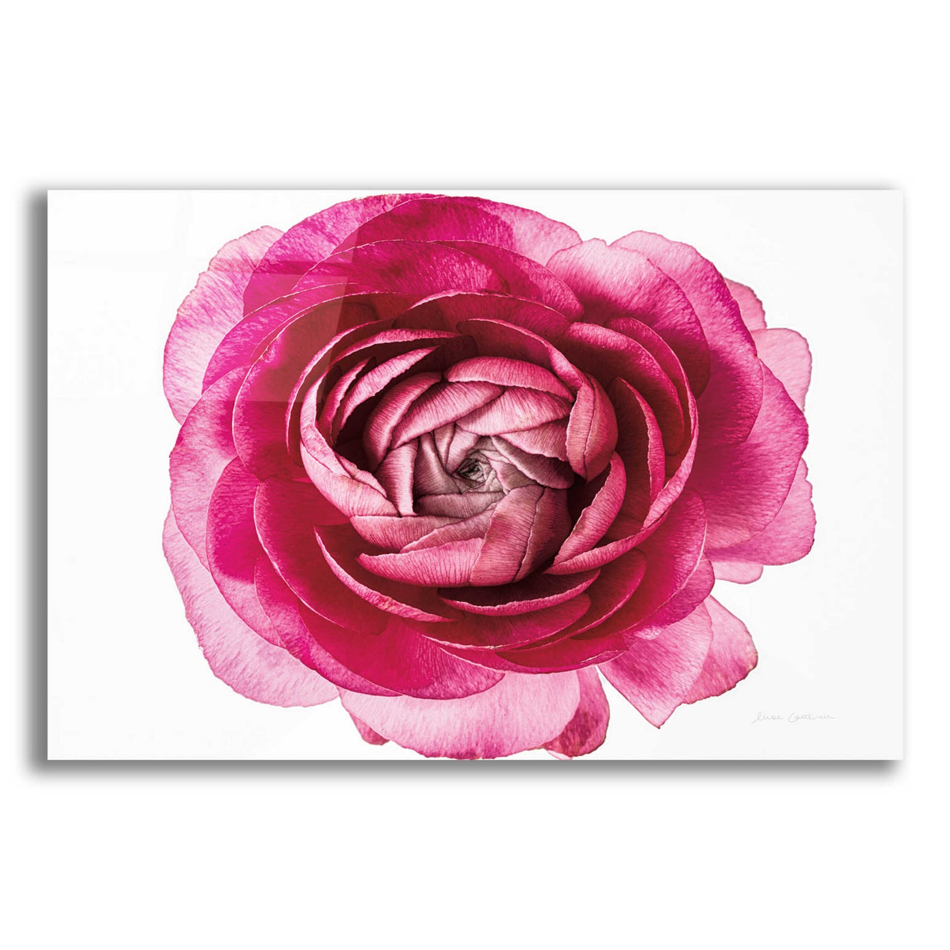 Epic Art 'Pink Ranunculus on White' by Elise Catterall, Acrylic Glass Wall Art,16x12