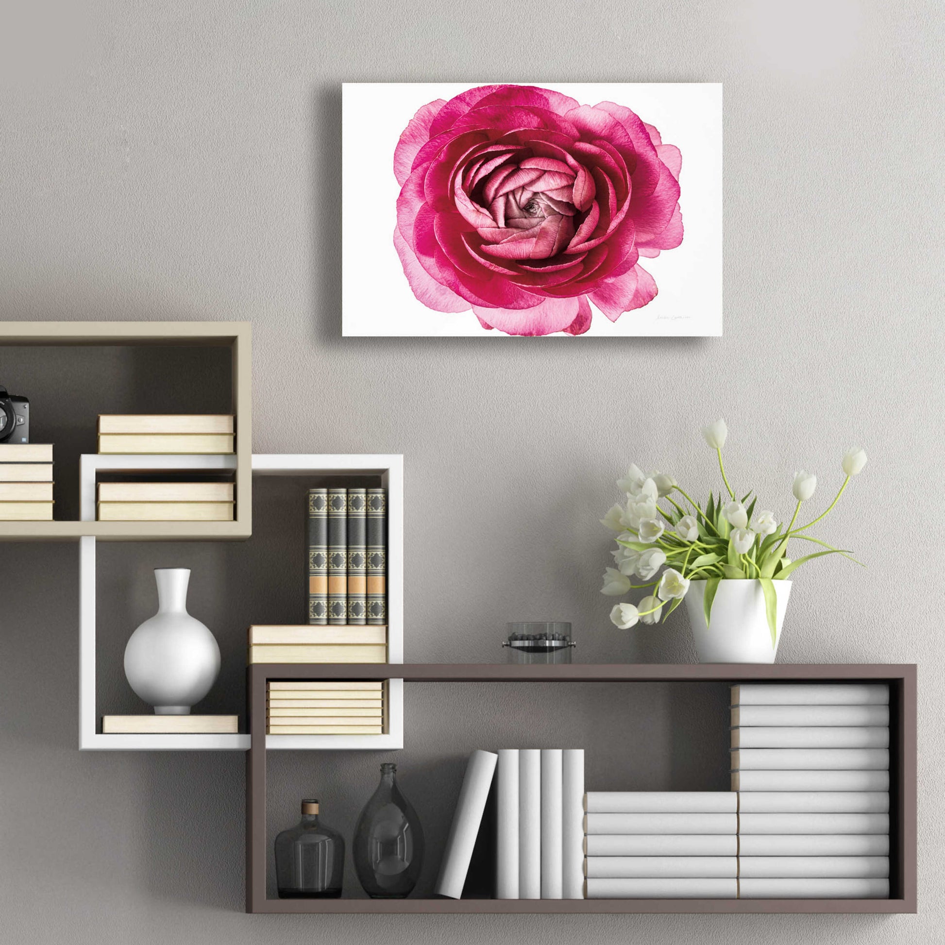 Epic Art 'Pink Ranunculus on White' by Elise Catterall, Acrylic Glass Wall Art,24x16