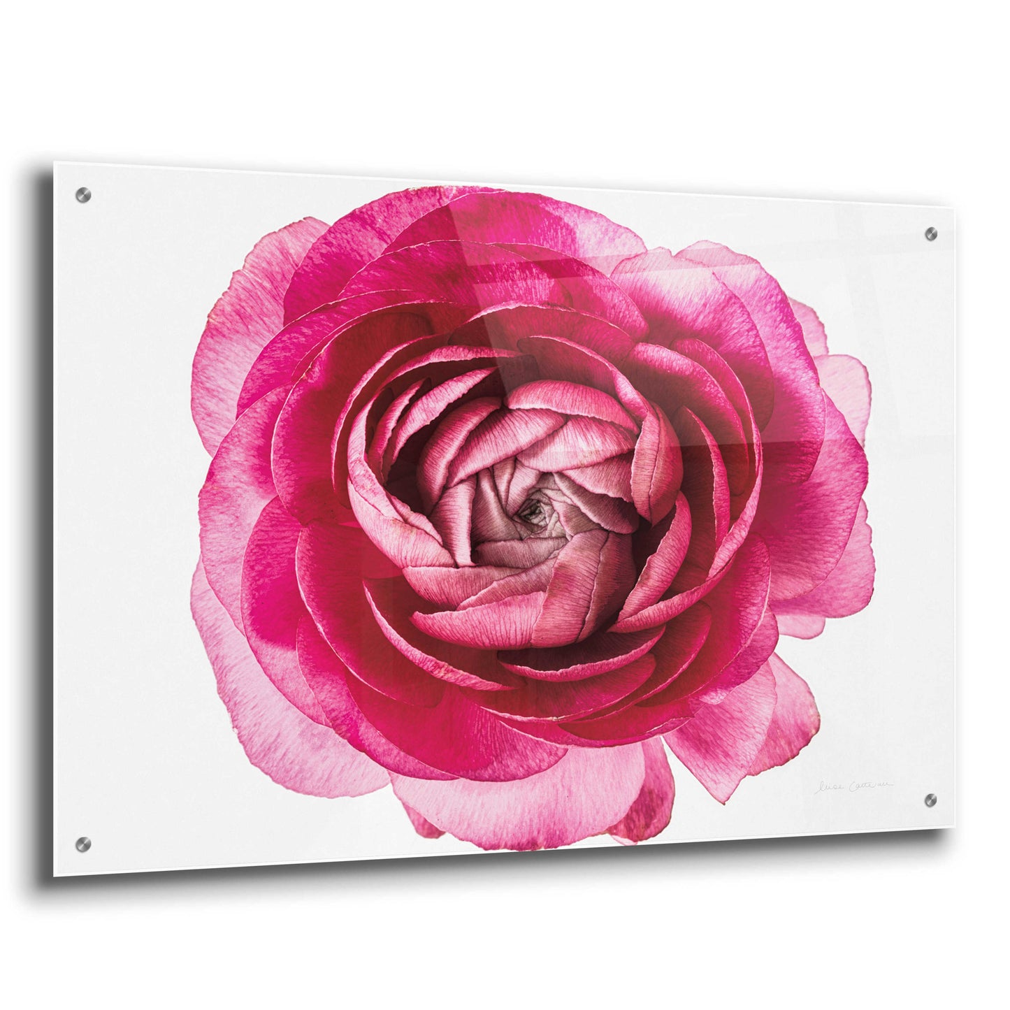 Epic Art 'Pink Ranunculus on White' by Elise Catterall, Acrylic Glass Wall Art,36x24