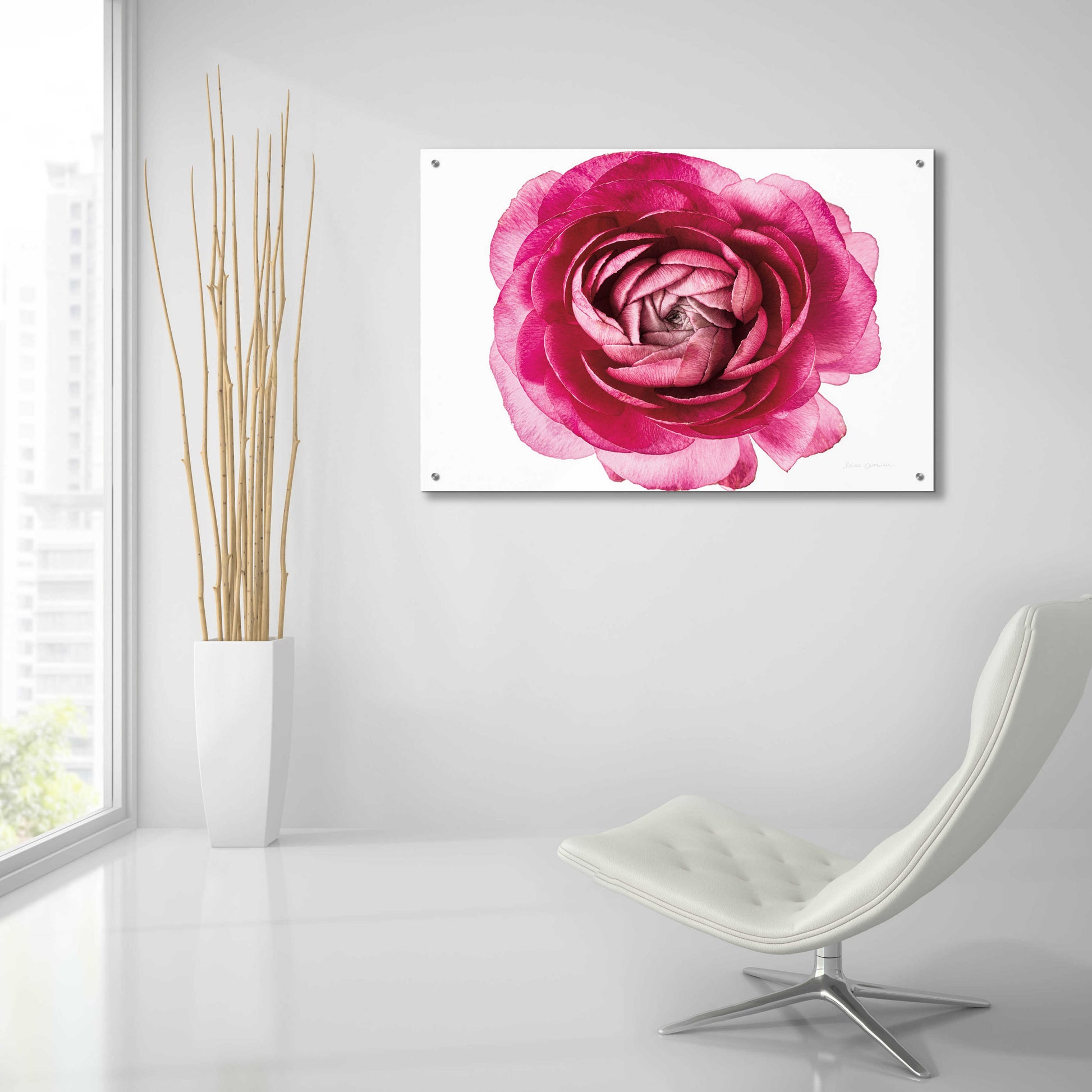 Epic Art 'Pink Ranunculus on White' by Elise Catterall, Acrylic Glass Wall Art,36x24