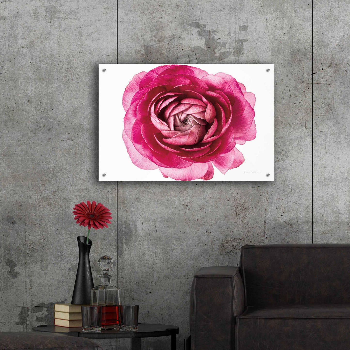 Epic Art 'Pink Ranunculus on White' by Elise Catterall, Acrylic Glass Wall Art,36x24