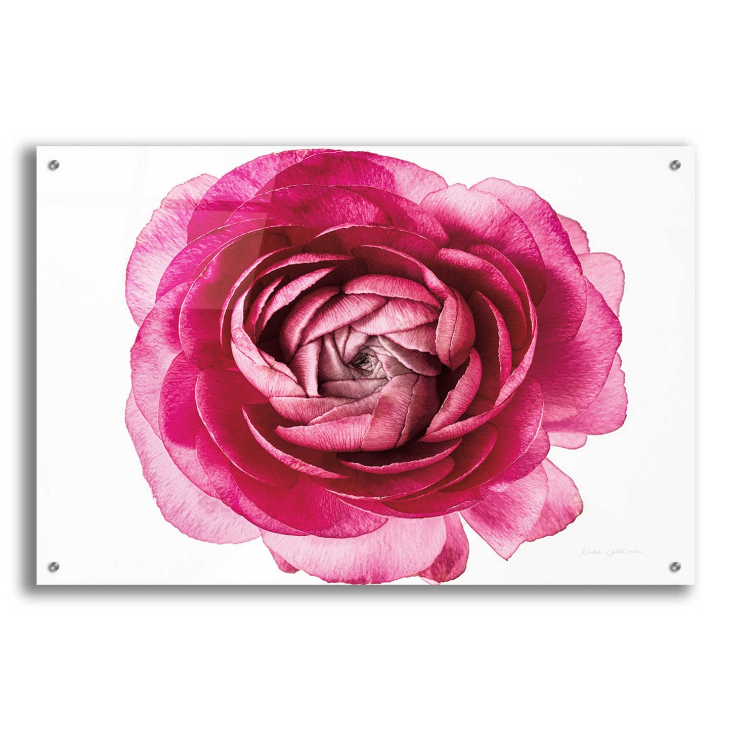 Epic Art 'Pink Ranunculus on White' by Elise Catterall, Acrylic Glass Wall Art,36x24