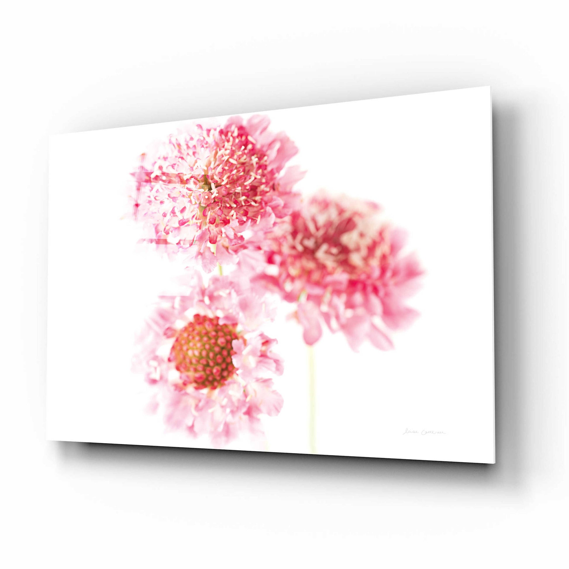 Epic Art 'Pink Scabiosa Trio' by Elise Catterall, Acrylic Glass Wall Art,16x12