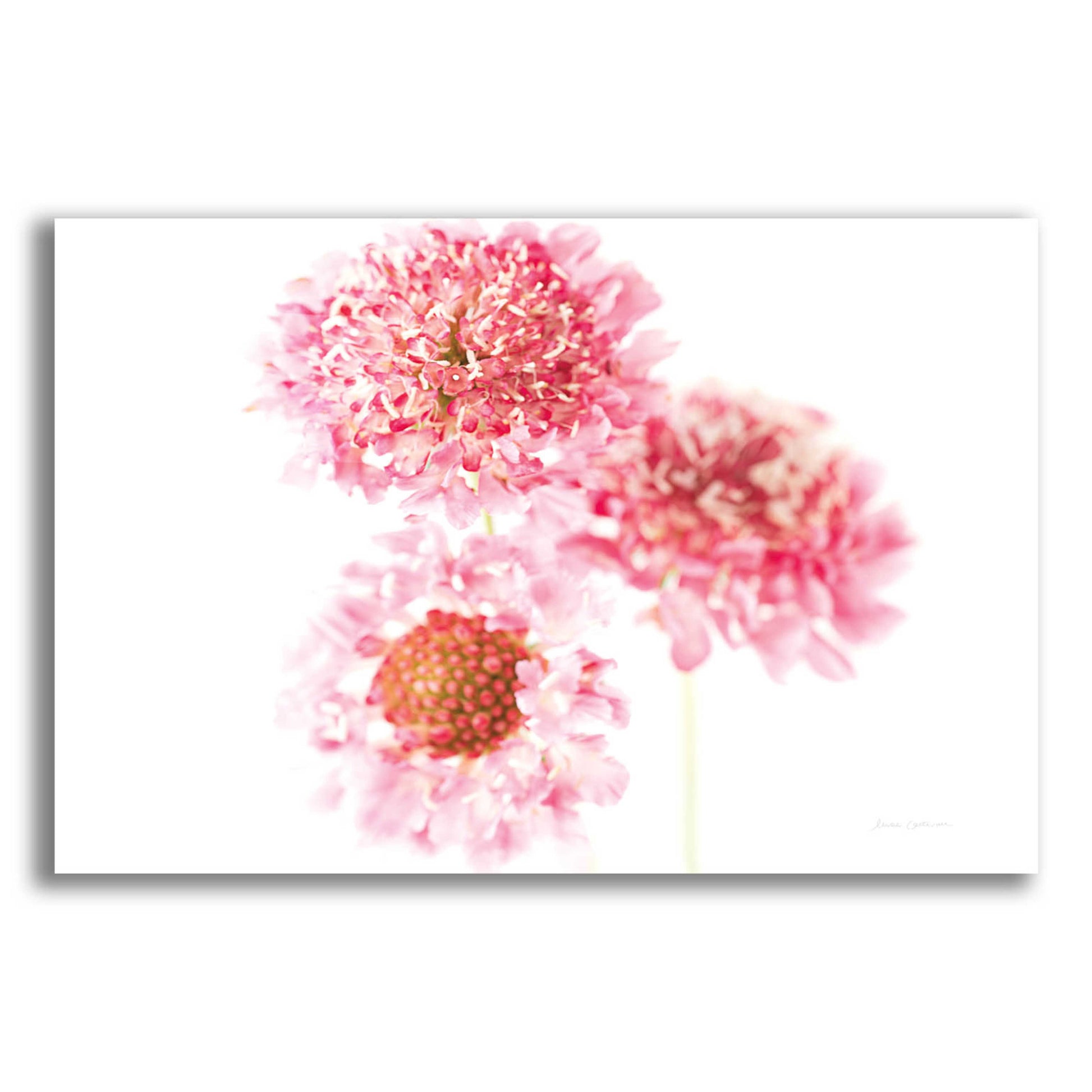 Epic Art 'Pink Scabiosa Trio' by Elise Catterall, Acrylic Glass Wall Art,16x12