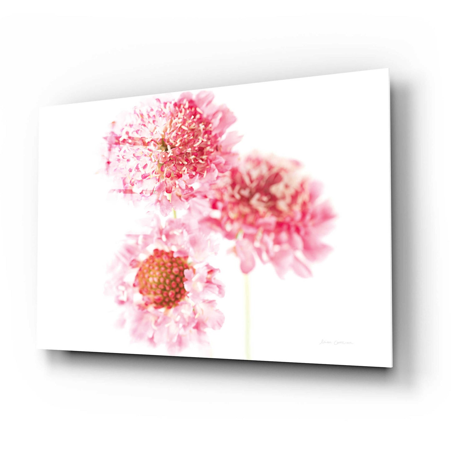 Epic Art 'Pink Scabiosa Trio' by Elise Catterall, Acrylic Glass Wall Art,24x16