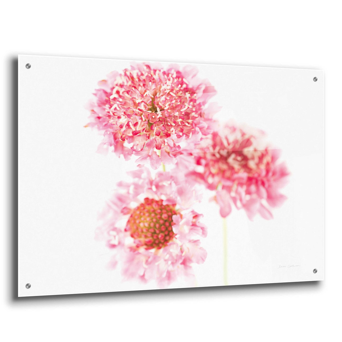 Epic Art 'Pink Scabiosa Trio' by Elise Catterall, Acrylic Glass Wall Art,36x24