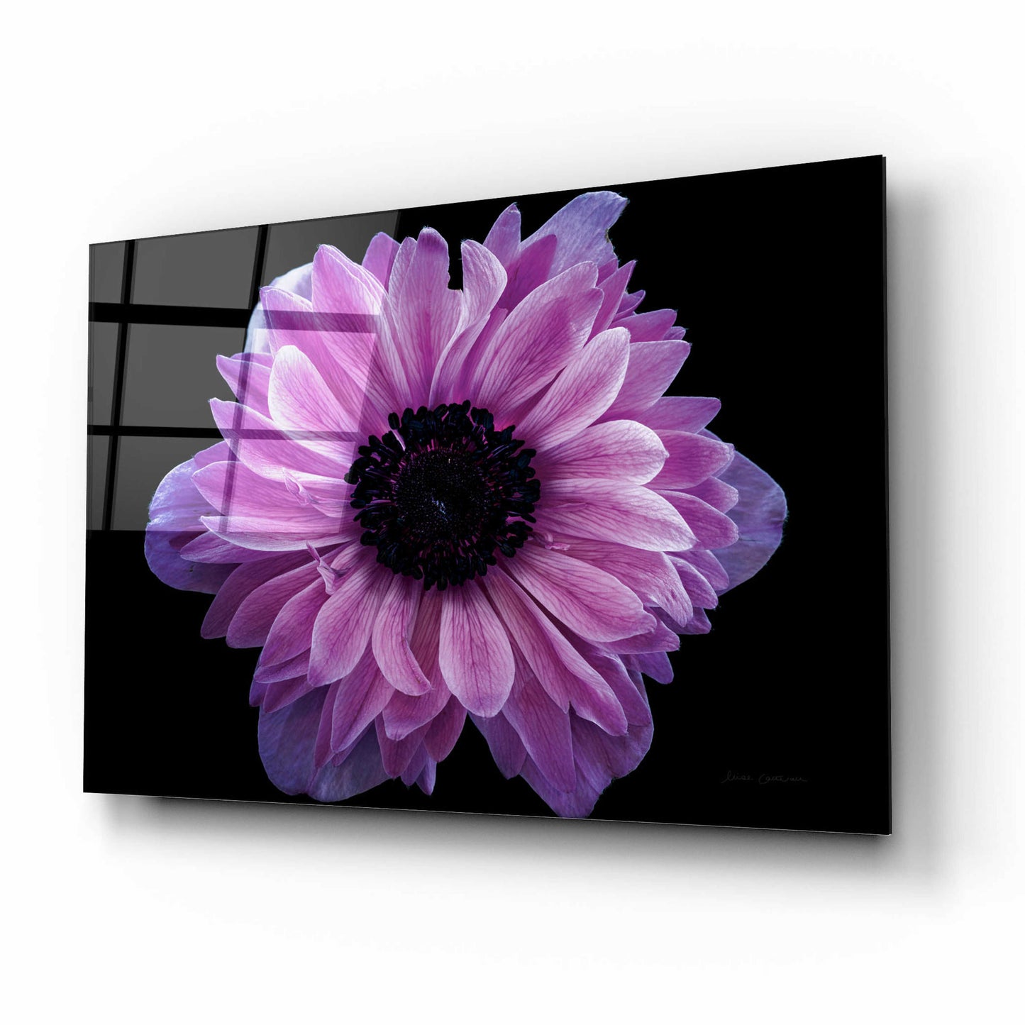 Epic Art 'Purple Anemone' by Elise Catterall, Acrylic Glass Wall Art,16x12