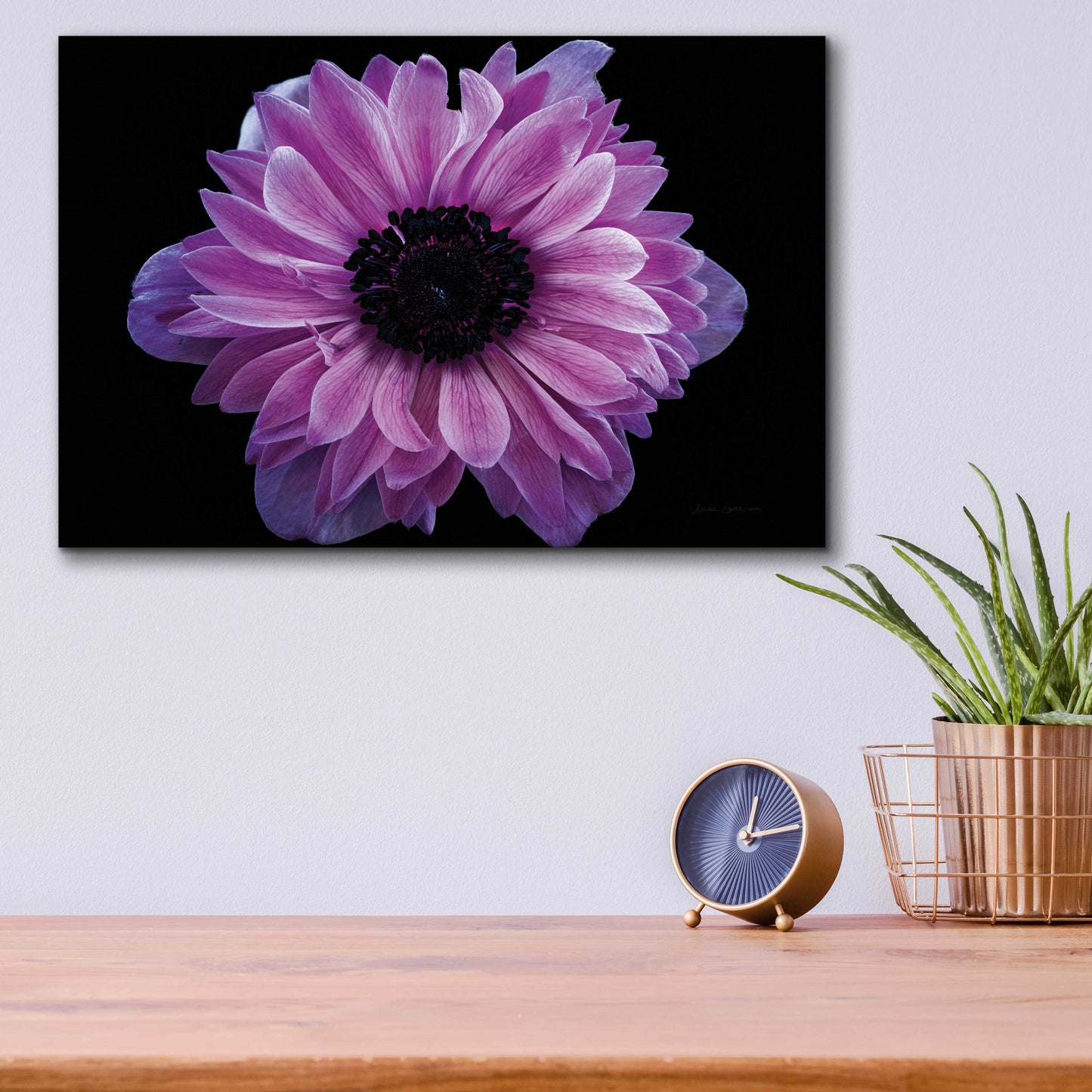 Epic Art 'Purple Anemone' by Elise Catterall, Acrylic Glass Wall Art,16x12