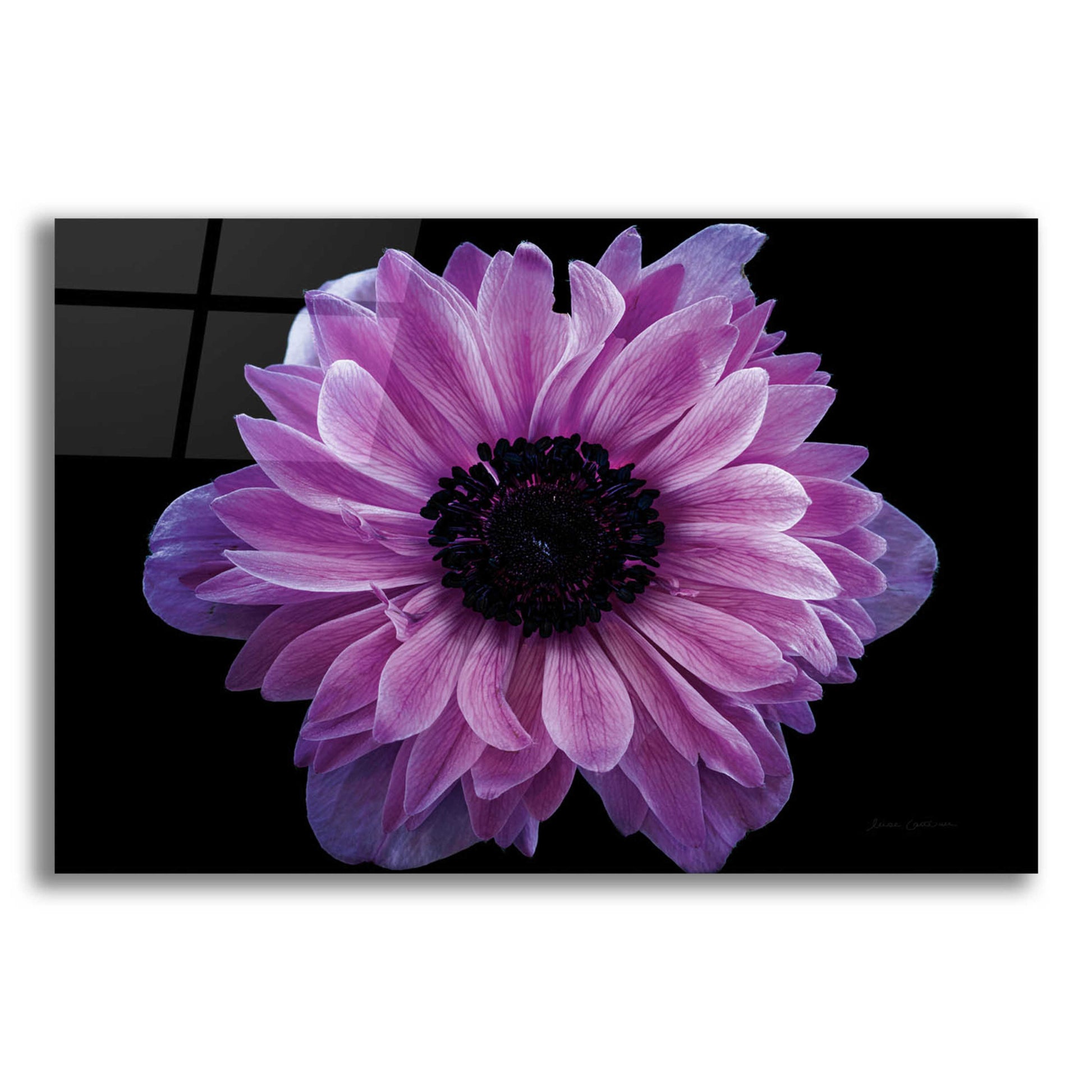 Epic Art 'Purple Anemone' by Elise Catterall, Acrylic Glass Wall Art,16x12