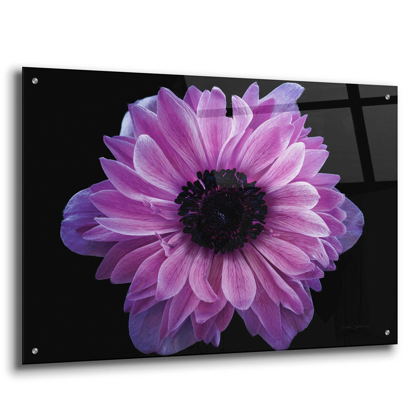 Epic Art 'Purple Anemone' by Elise Catterall, Acrylic Glass Wall Art,36x24