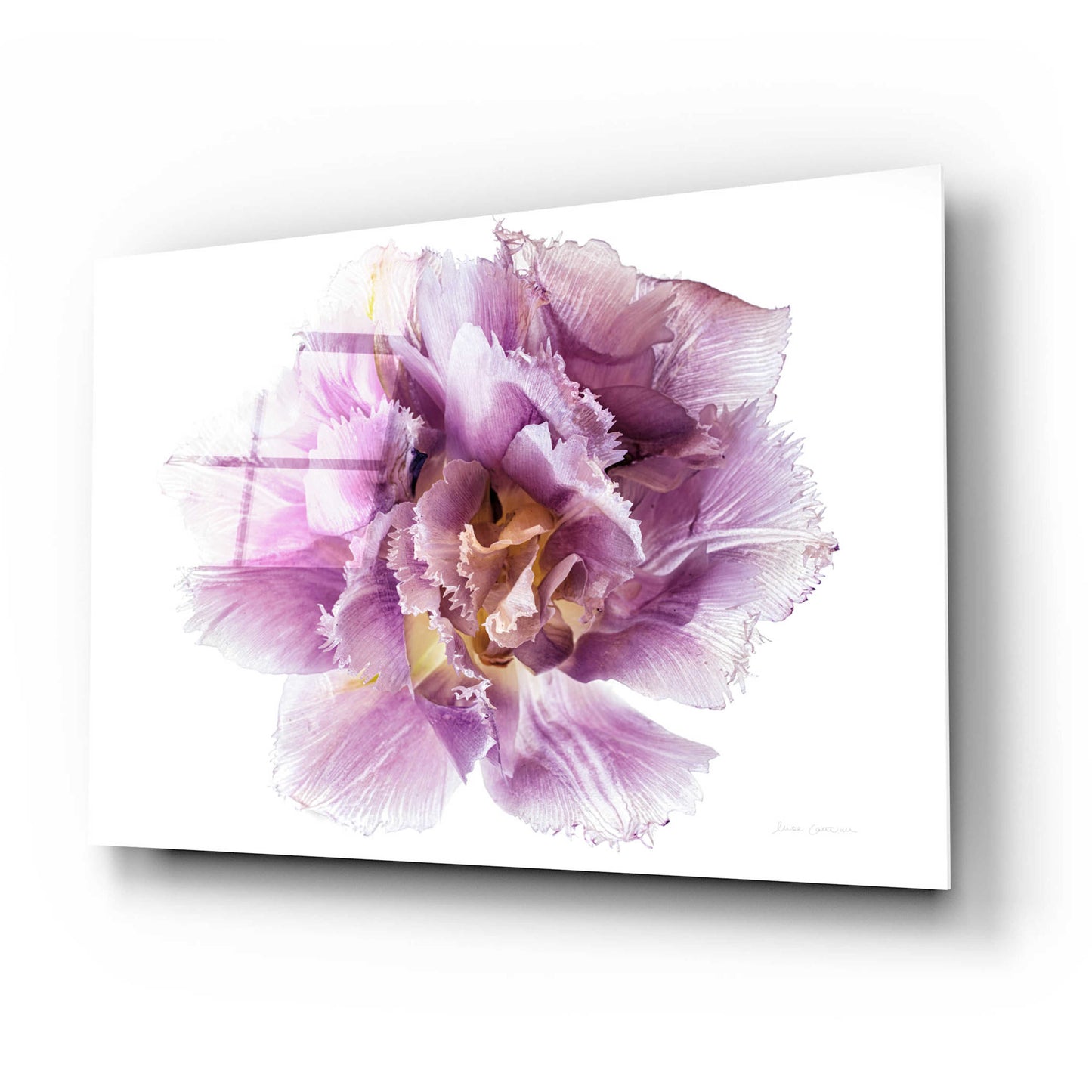 Epic Art 'Purple Double Open' by Elise Catterall, Acrylic Glass Wall Art,24x16