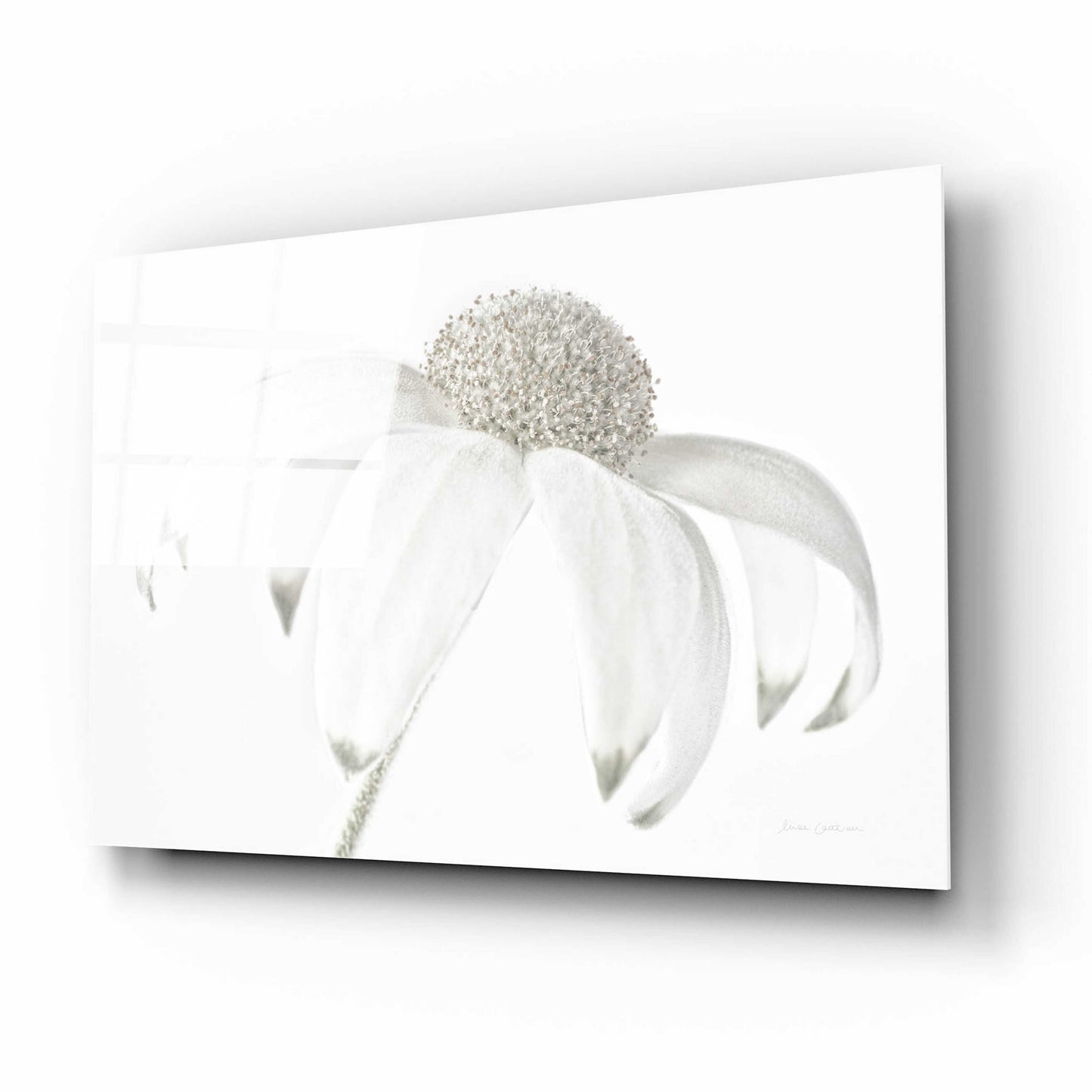 Epic Art 'Flannel Flower Neutral' by Elise Catterall, Acrylic Glass Wall Art,16x12