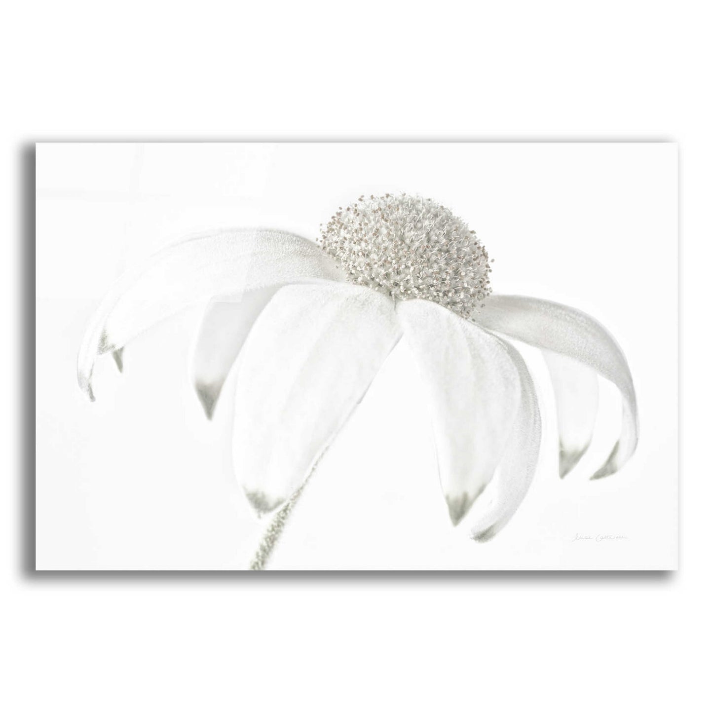 Epic Art 'Flannel Flower Neutral' by Elise Catterall, Acrylic Glass Wall Art,16x12