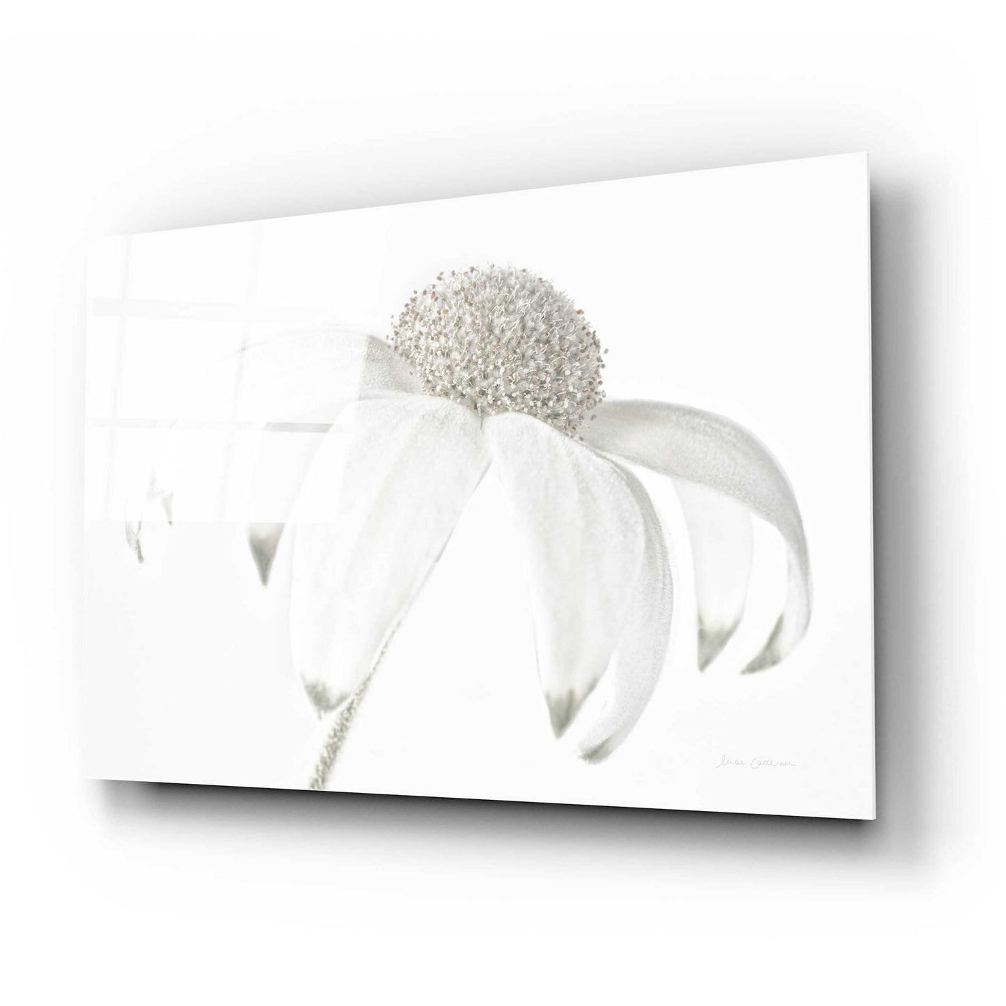 Epic Art 'Flannel Flower Neutral' by Elise Catterall, Acrylic Glass Wall Art,24x16