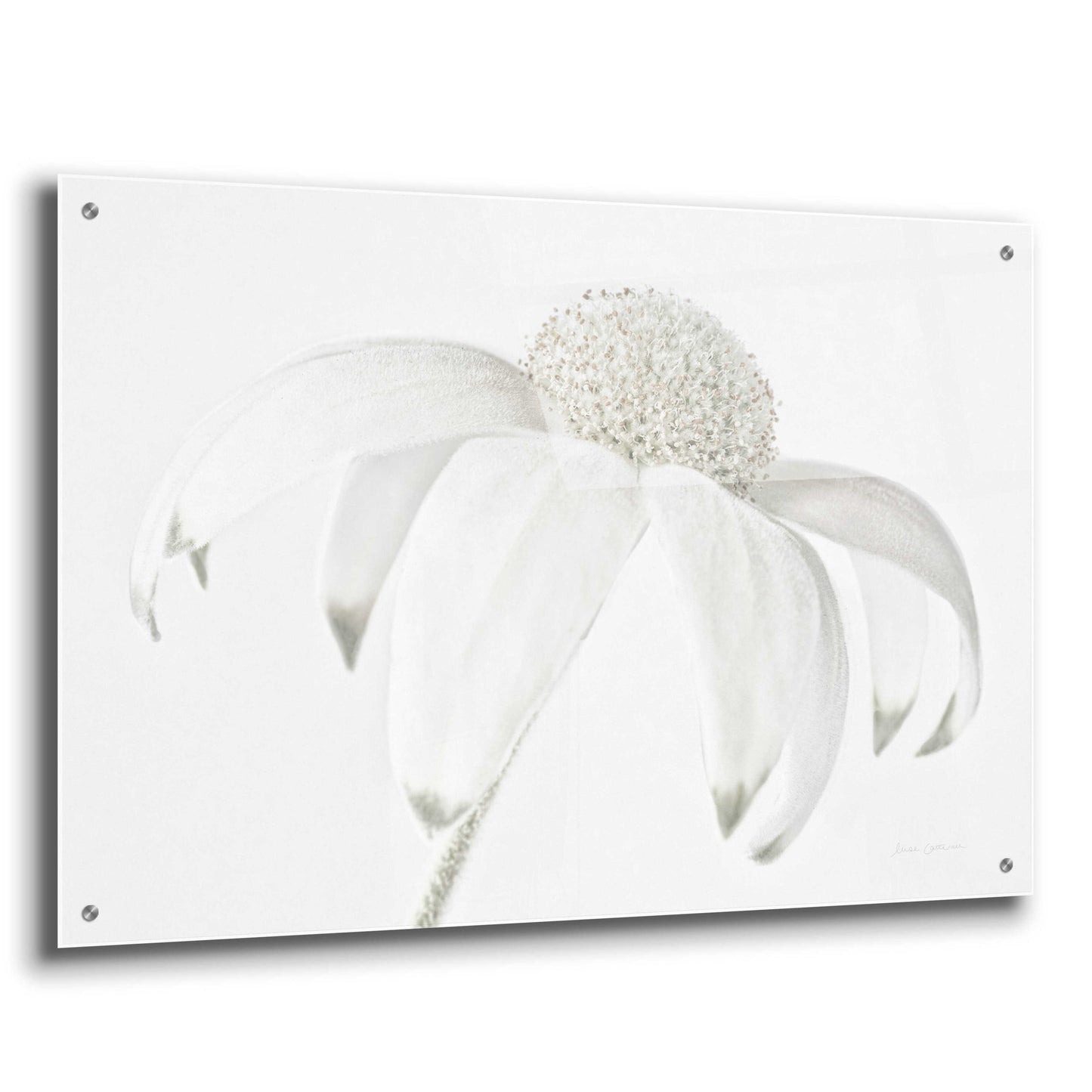 Epic Art 'Flannel Flower Neutral' by Elise Catterall, Acrylic Glass Wall Art,36x24