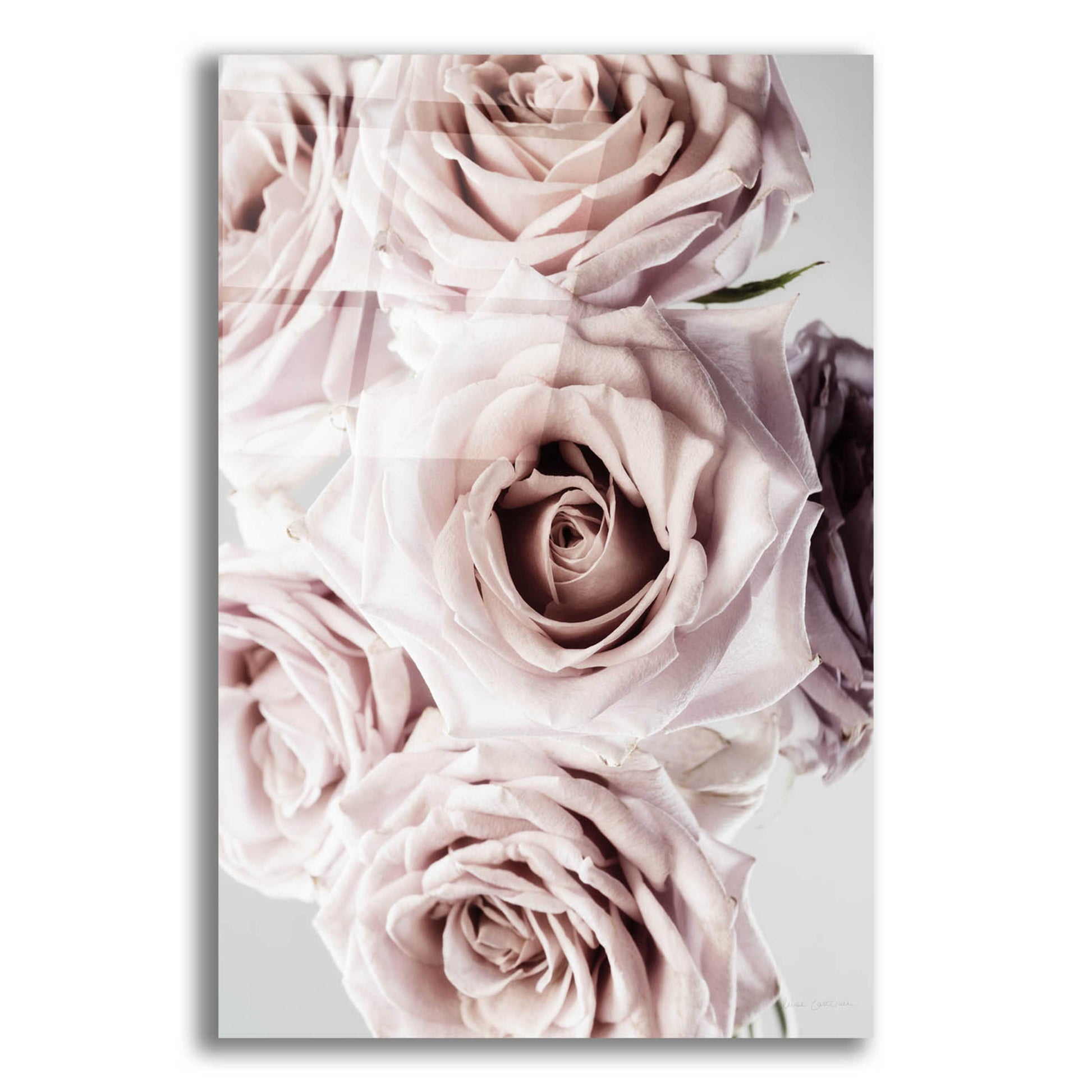 Epic Art 'Dusty Rose Cluster' by Elise Catterall, Acrylic Glass Wall Art,12x16