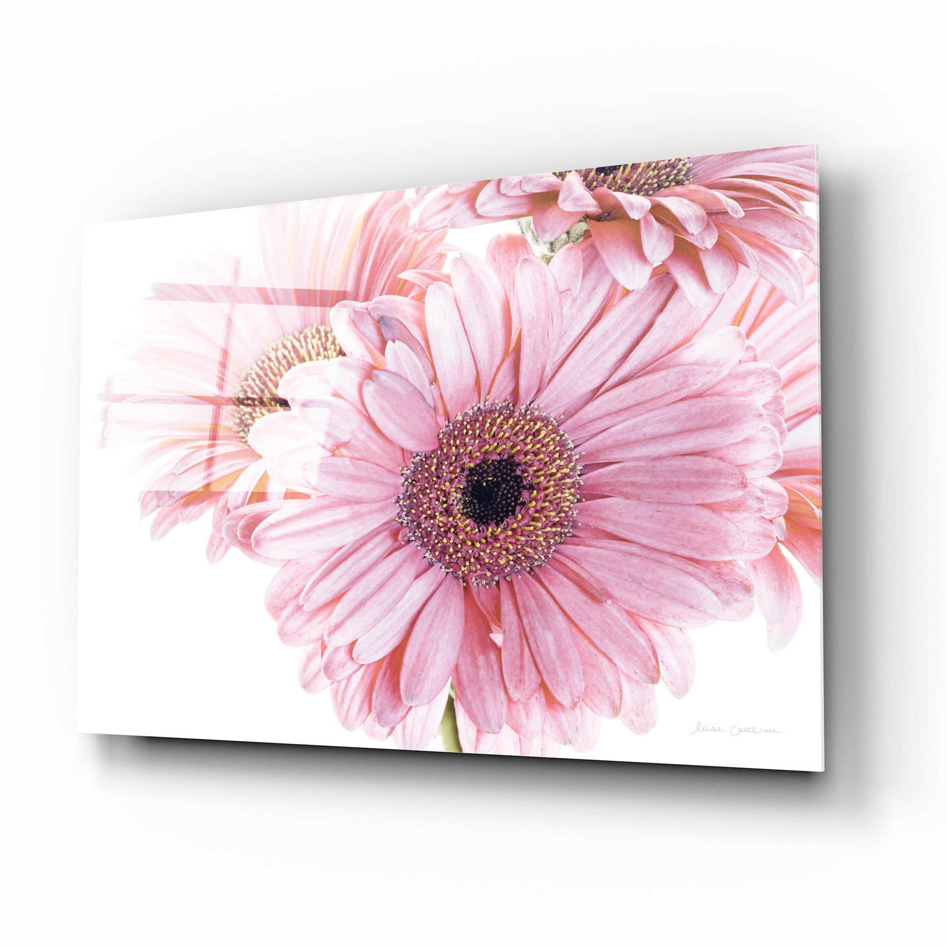 Epic Art 'Pastel Gerbera Daisies' by Elise Catterall, Acrylic Glass Wall Art,16x12