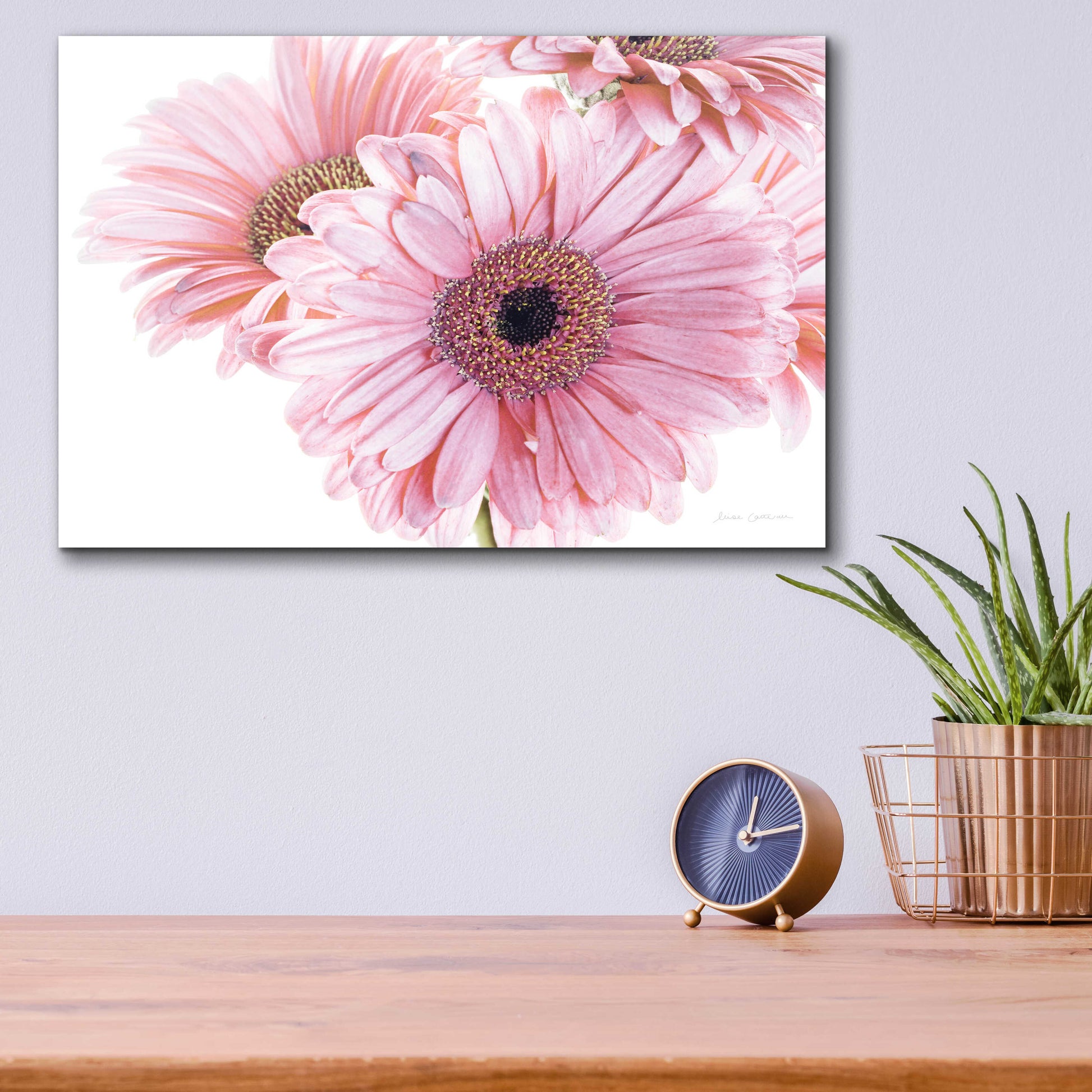 Epic Art 'Pastel Gerbera Daisies' by Elise Catterall, Acrylic Glass Wall Art,16x12