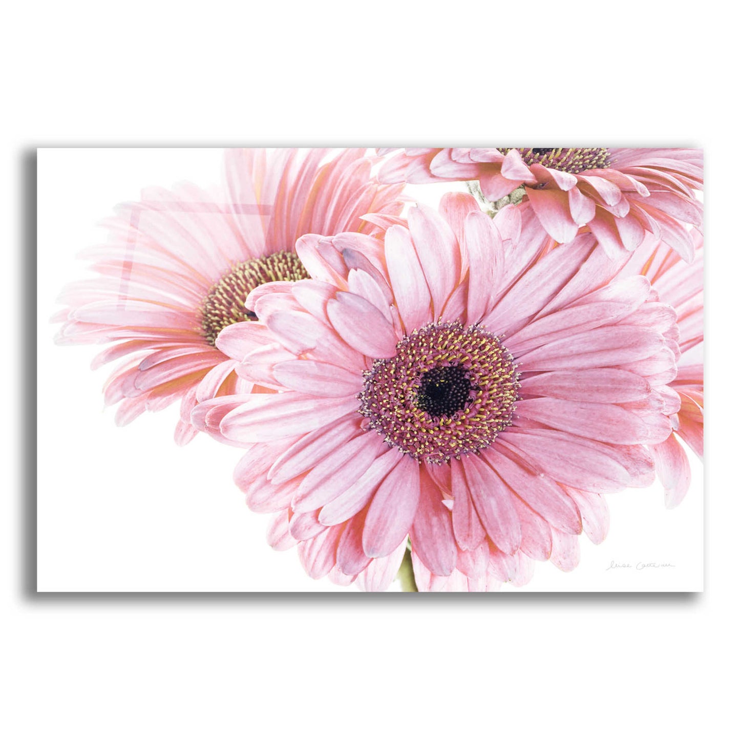 Epic Art 'Pastel Gerbera Daisies' by Elise Catterall, Acrylic Glass Wall Art,16x12