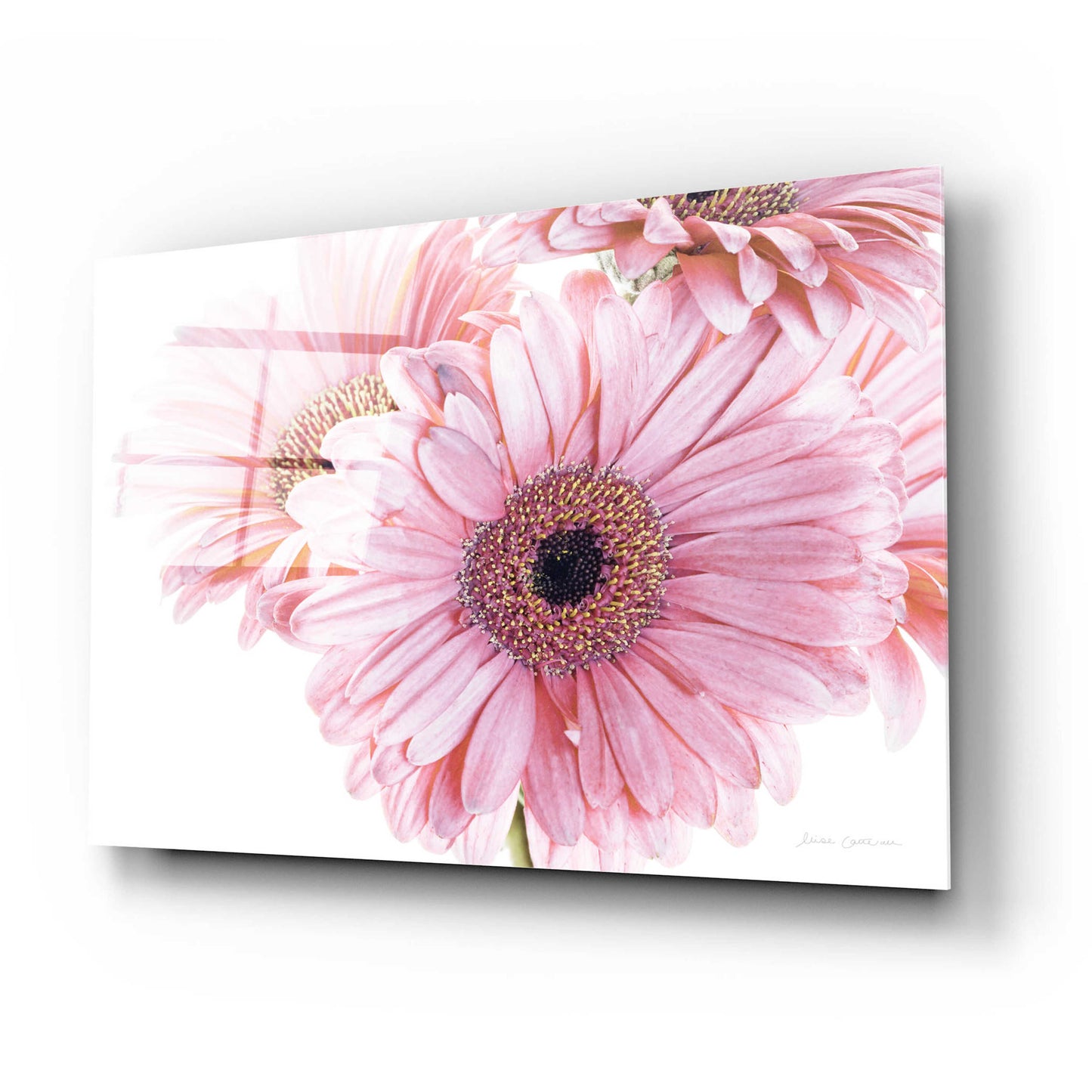 Epic Art 'Pastel Gerbera Daisies' by Elise Catterall, Acrylic Glass Wall Art,24x16