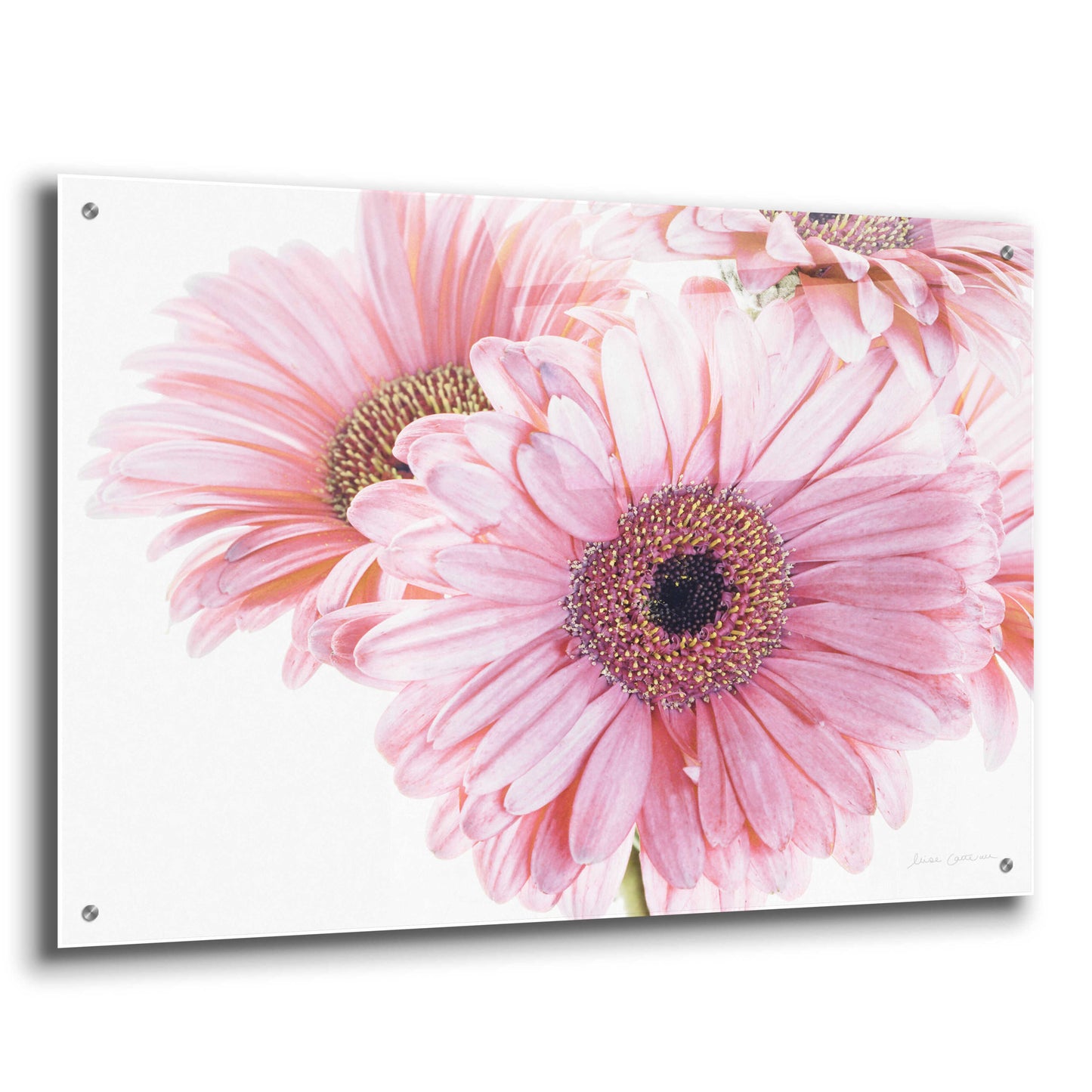 Epic Art 'Pastel Gerbera Daisies' by Elise Catterall, Acrylic Glass Wall Art,36x24