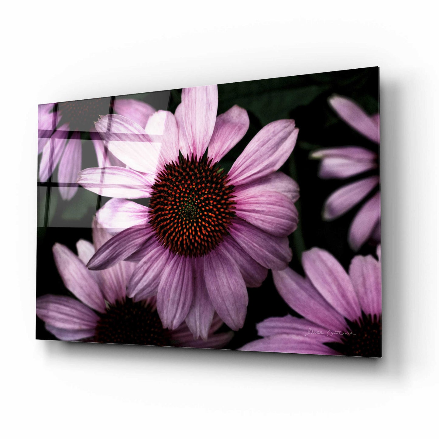 Epic Art 'Echinacea' by Elise Catterall, Acrylic Glass Wall Art,16x12