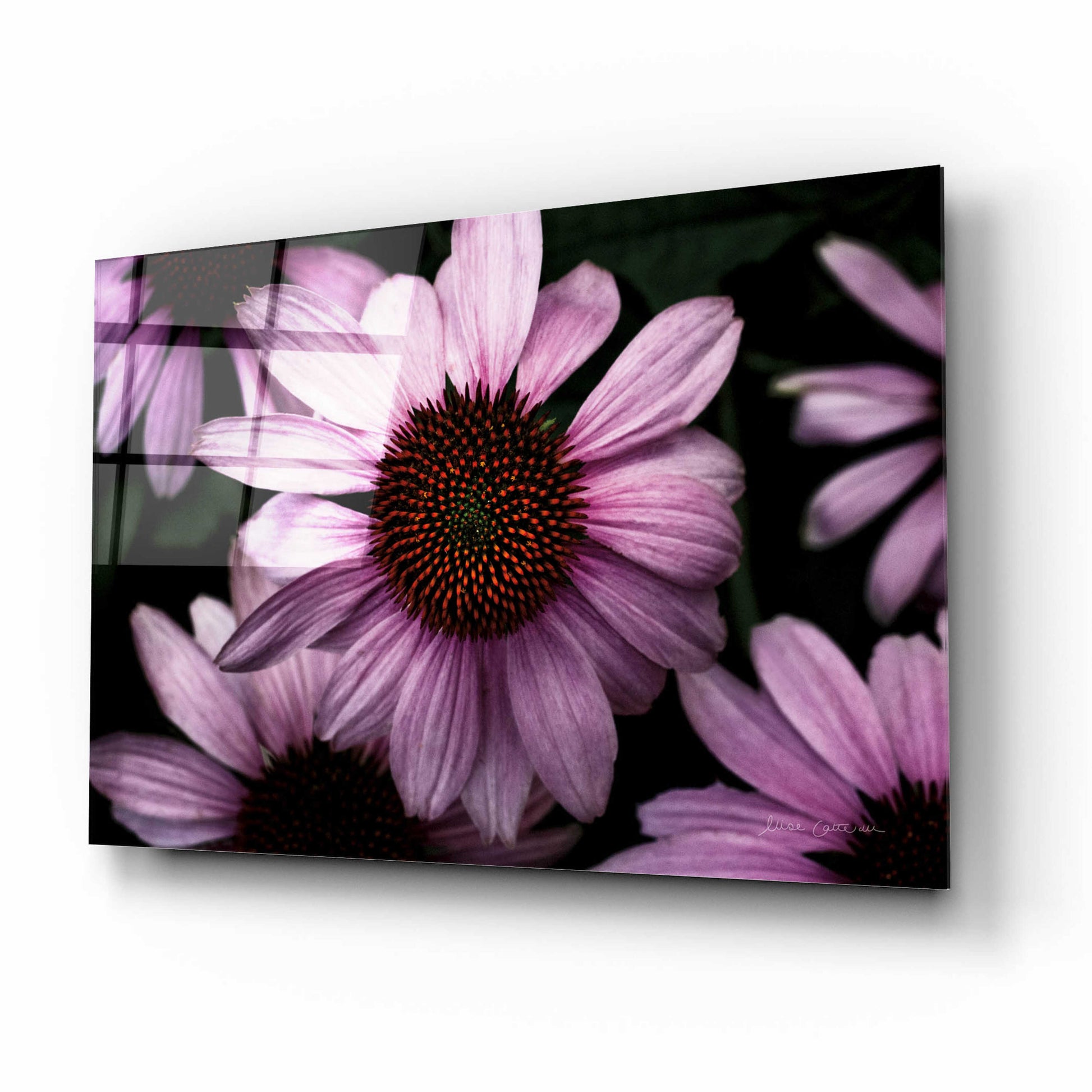 Epic Art 'Echinacea' by Elise Catterall, Acrylic Glass Wall Art,16x12