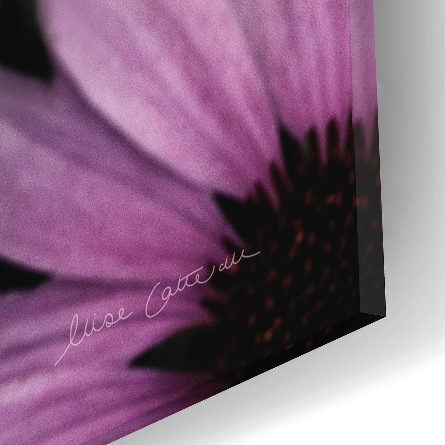 Epic Art 'Echinacea' by Elise Catterall, Acrylic Glass Wall Art,16x12