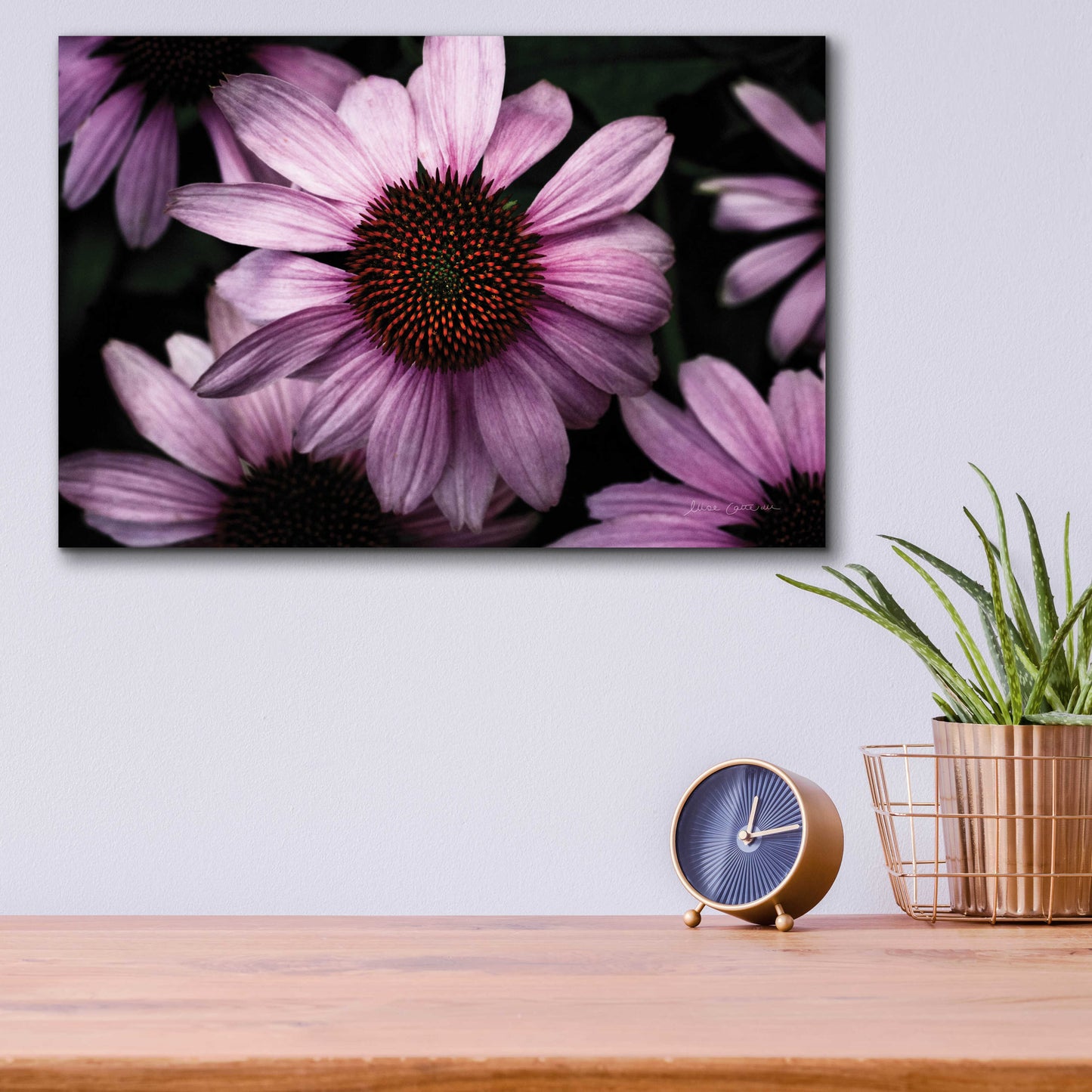 Epic Art 'Echinacea' by Elise Catterall, Acrylic Glass Wall Art,16x12