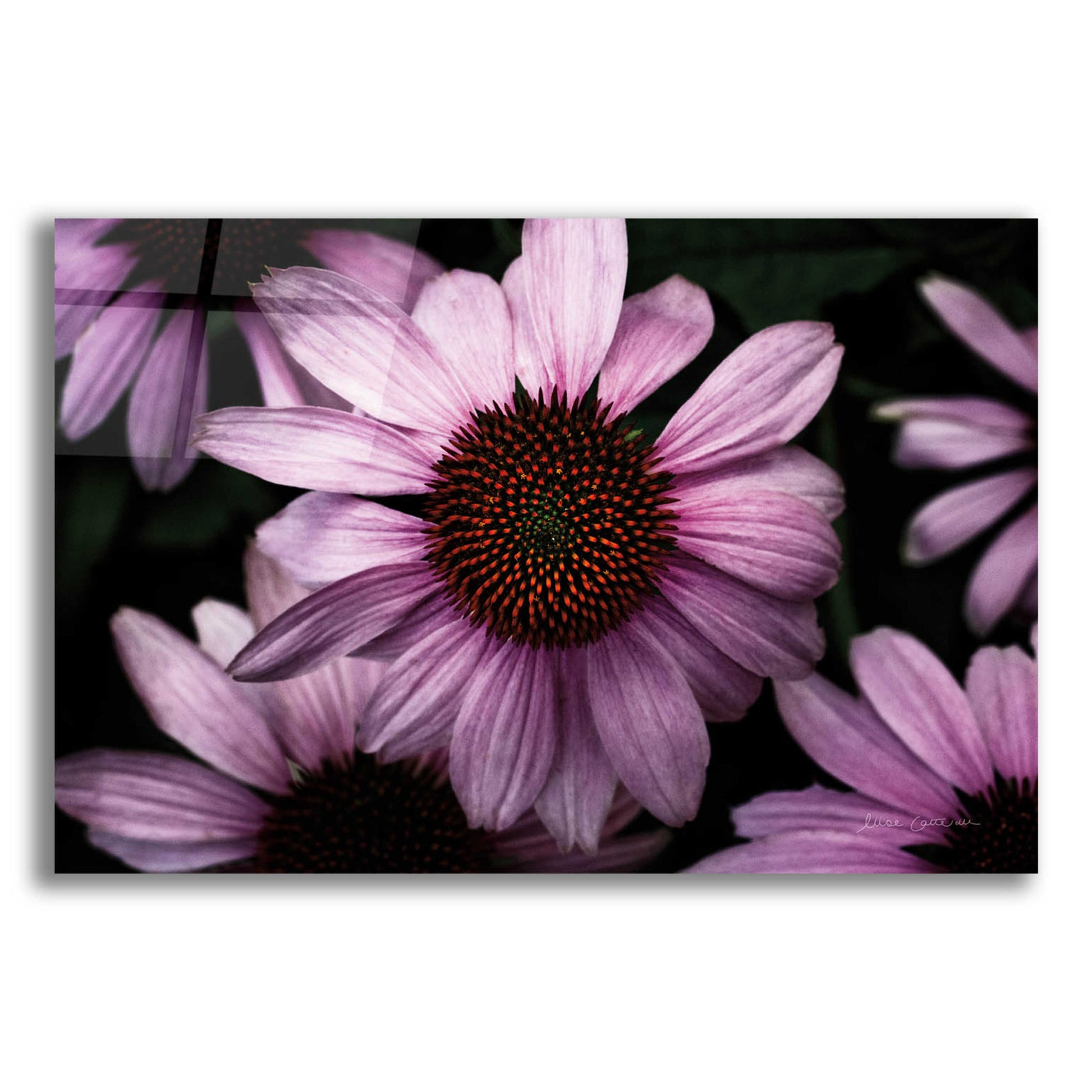 Epic Art 'Echinacea' by Elise Catterall, Acrylic Glass Wall Art,16x12