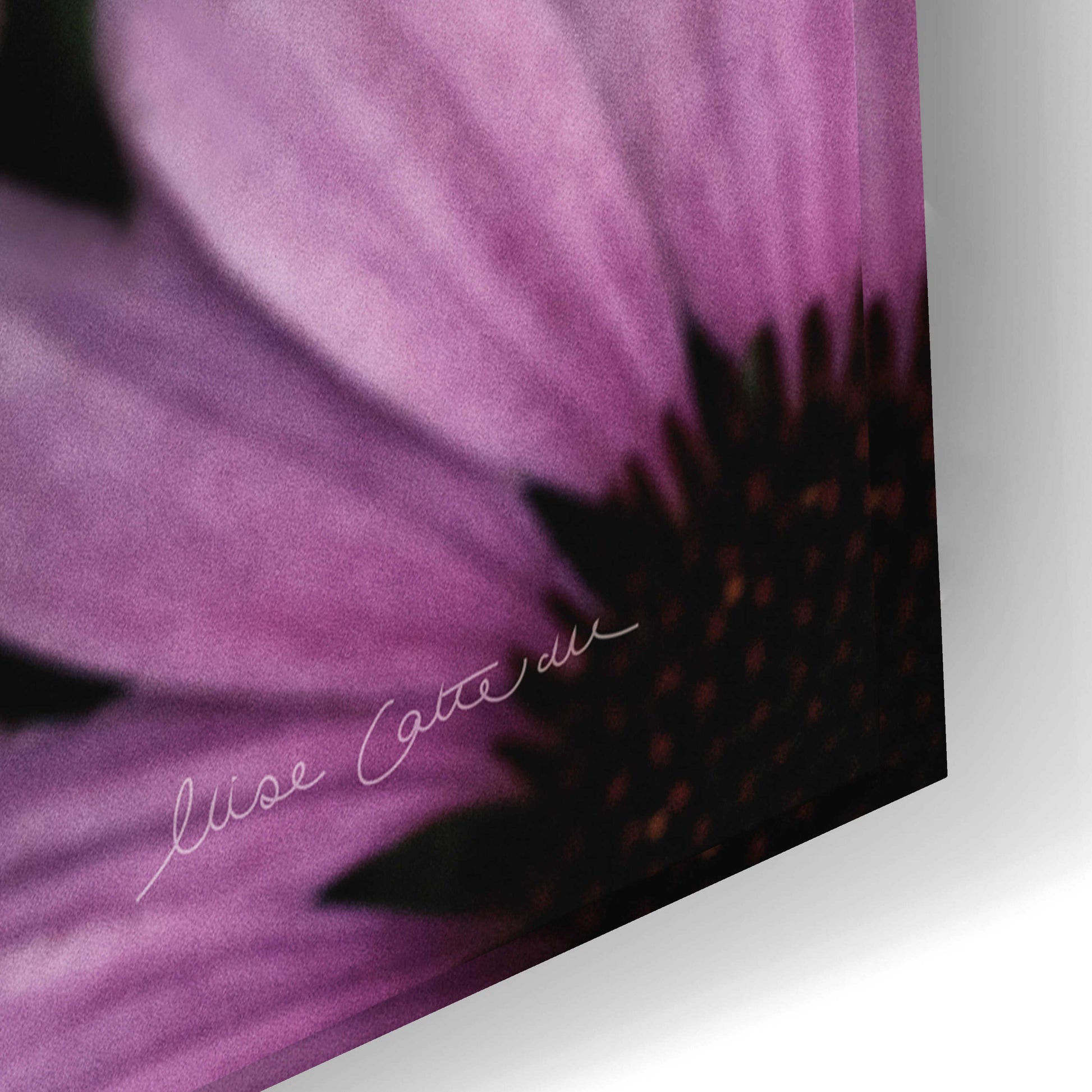 Epic Art 'Echinacea' by Elise Catterall, Acrylic Glass Wall Art,24x16