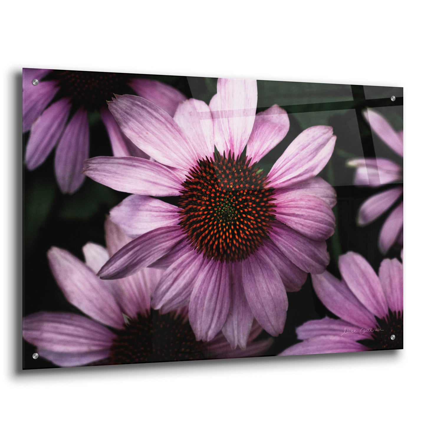 Epic Art 'Echinacea' by Elise Catterall, Acrylic Glass Wall Art,36x24