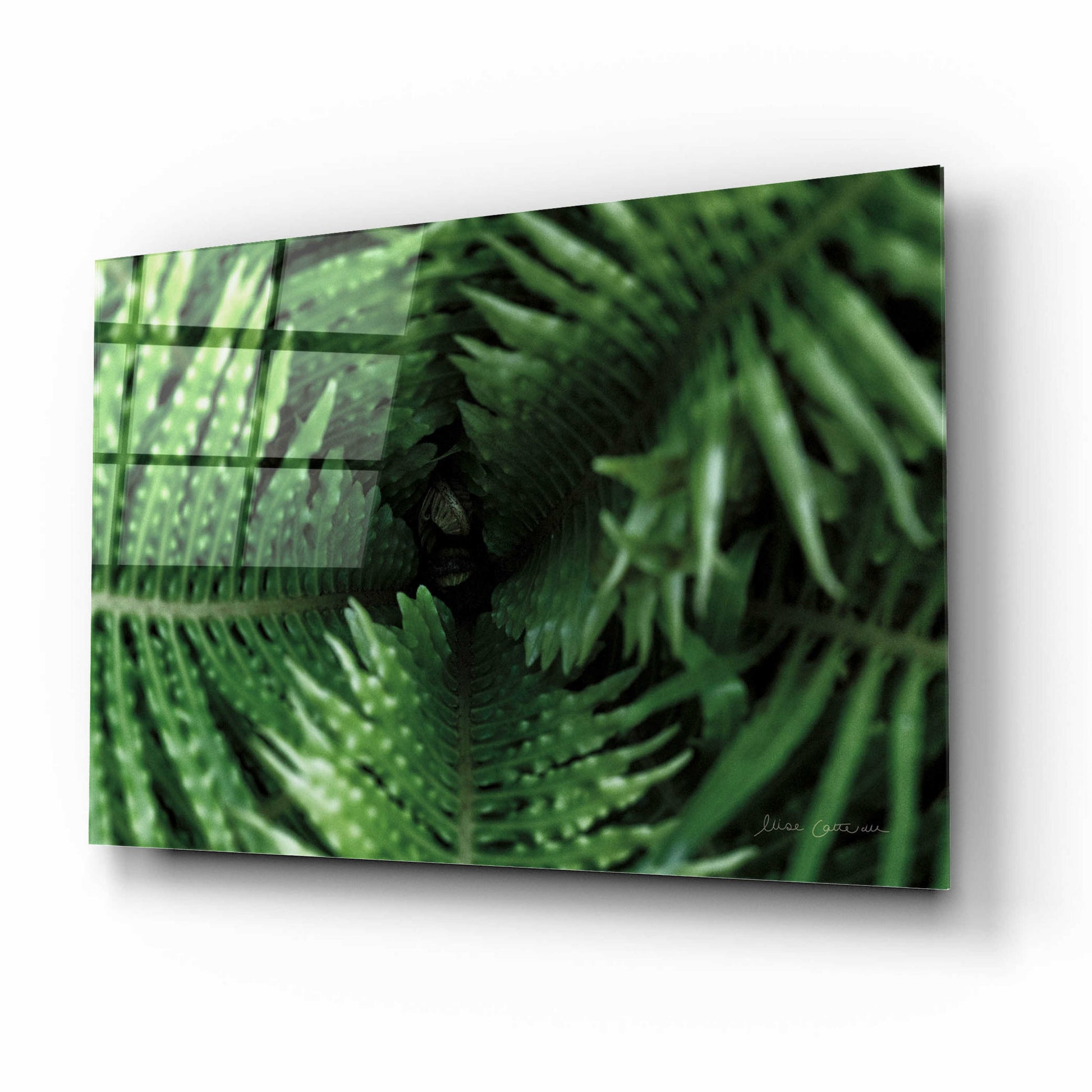 Epic Art 'Fern Detail' by Elise Catterall, Acrylic Glass Wall Art,16x12