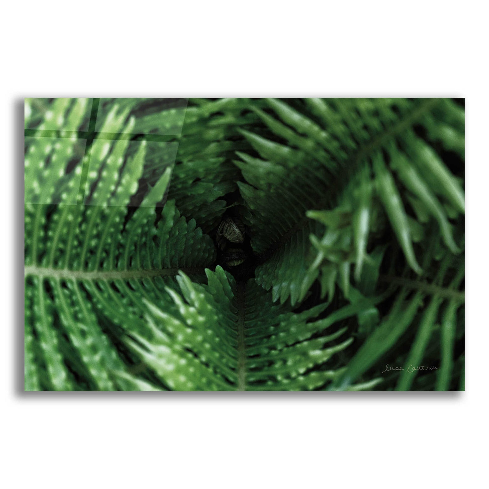 Epic Art 'Fern Detail' by Elise Catterall, Acrylic Glass Wall Art,16x12