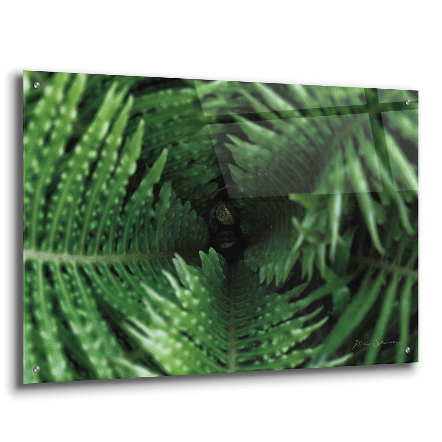 Epic Art 'Fern Detail' by Elise Catterall, Acrylic Glass Wall Art,36x24