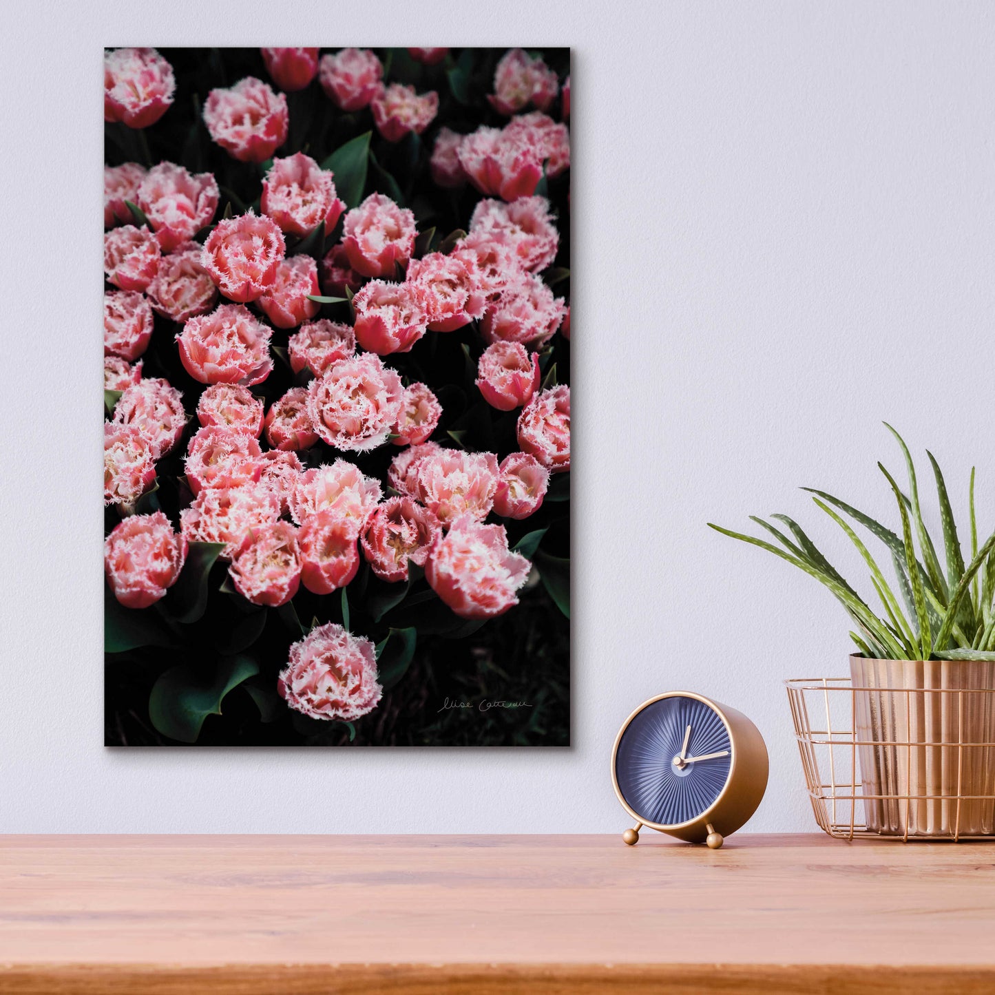 Epic Art 'Fringed Tulips' by Elise Catterall, Acrylic Glass Wall Art,12x16