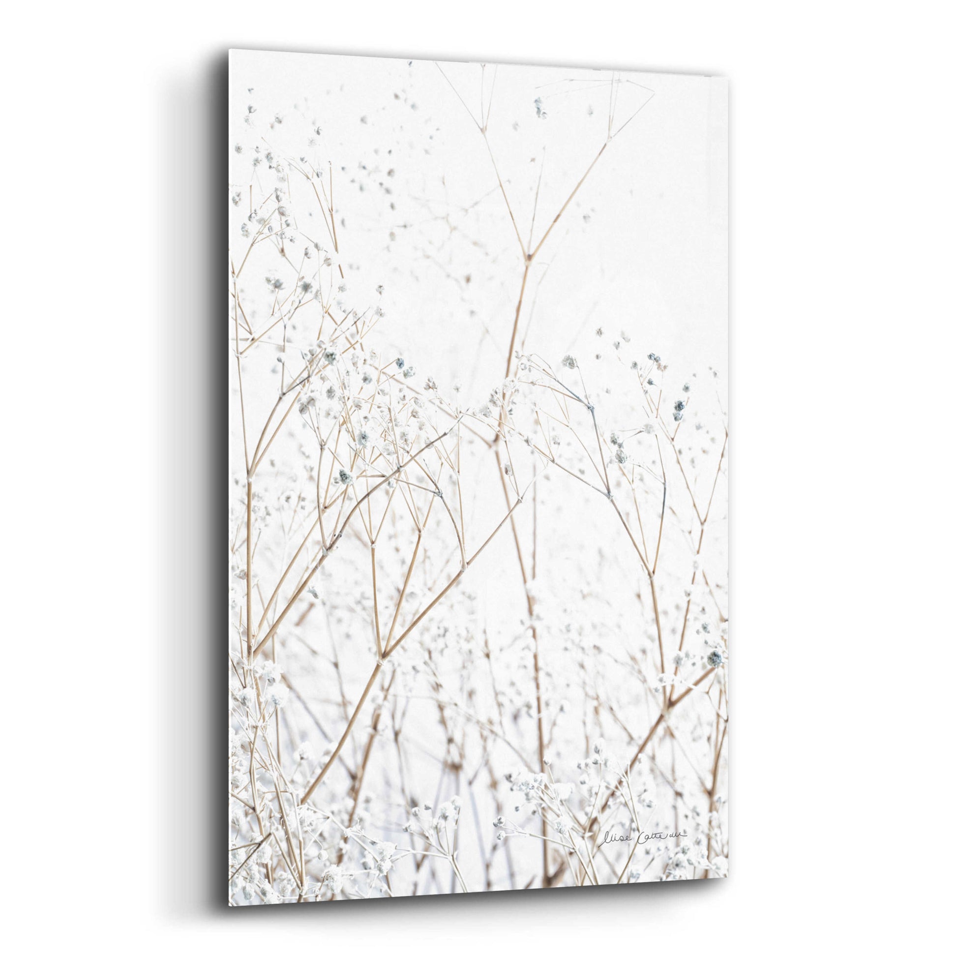 Epic Art 'Gypsophila' by Elise Catterall, Acrylic Glass Wall Art,12x16