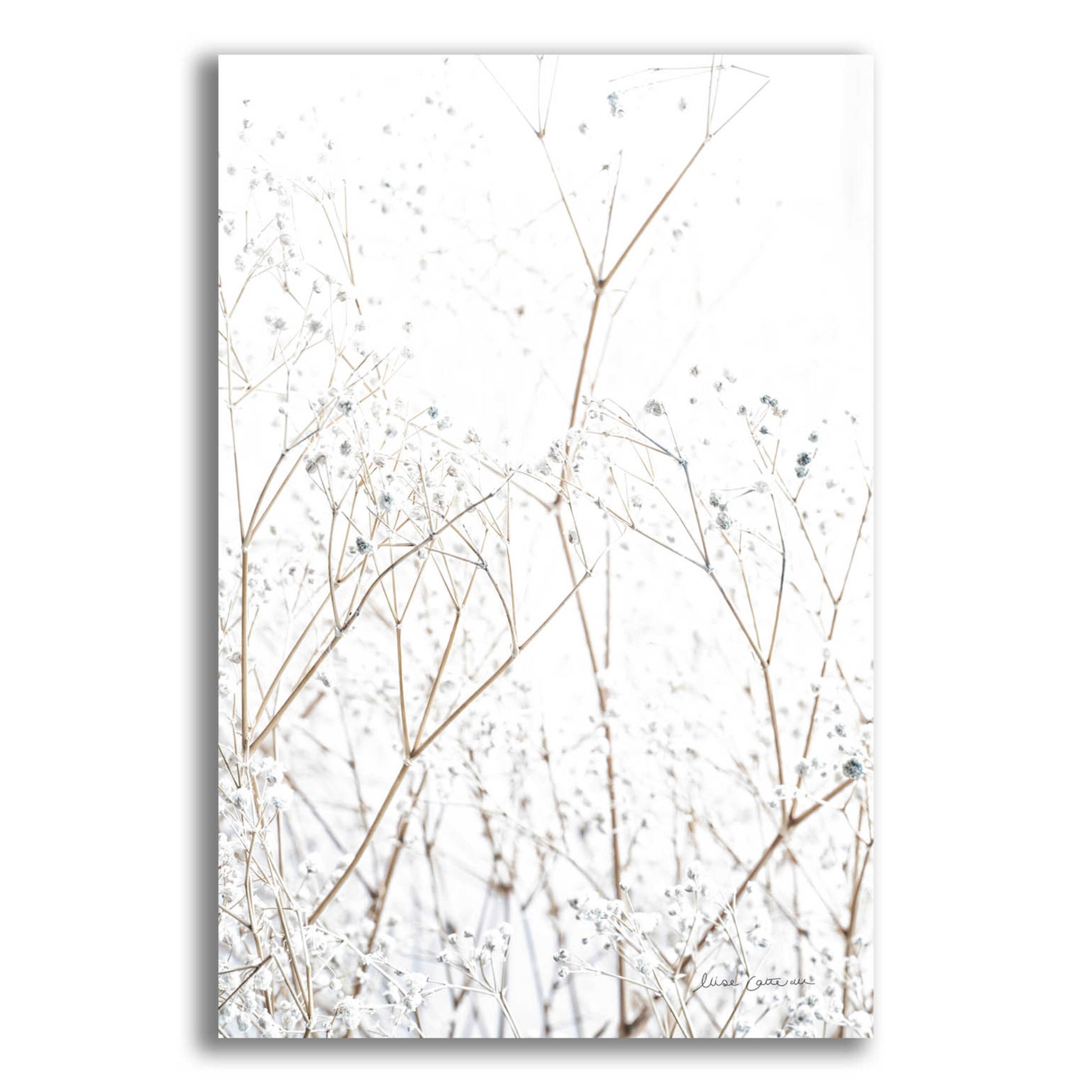 Epic Art 'Gypsophila' by Elise Catterall, Acrylic Glass Wall Art,12x16