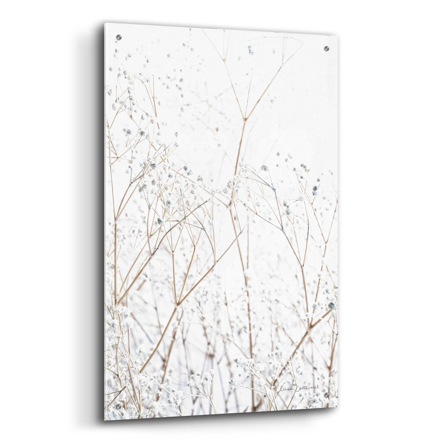 Epic Art 'Gypsophila' by Elise Catterall, Acrylic Glass Wall Art,24x36