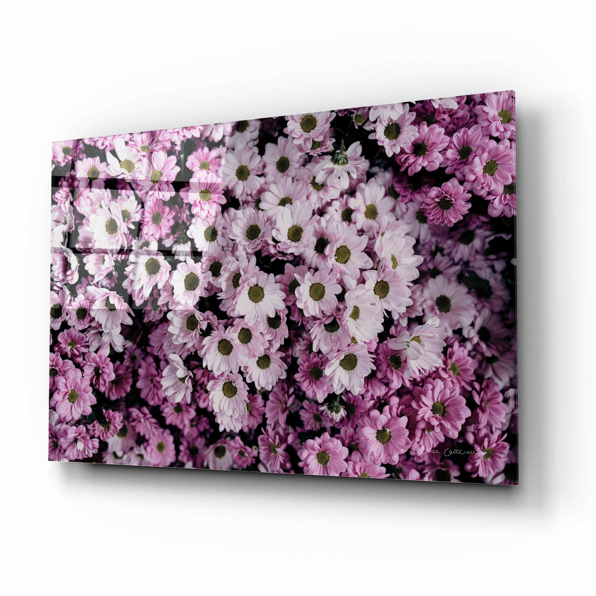 Epic Art 'Pale Daisies' by Elise Catterall, Acrylic Glass Wall Art,16x12