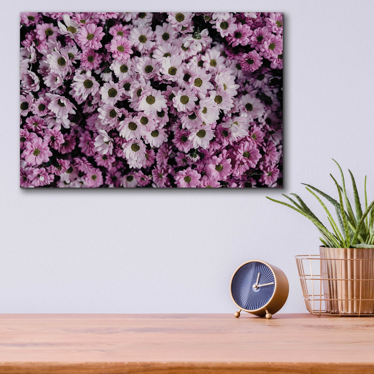 Epic Art 'Pale Daisies' by Elise Catterall, Acrylic Glass Wall Art,16x12