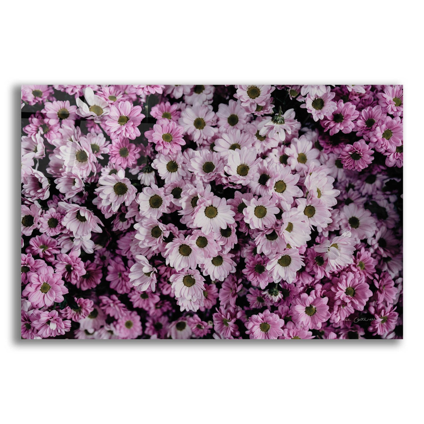 Epic Art 'Pale Daisies' by Elise Catterall, Acrylic Glass Wall Art,16x12