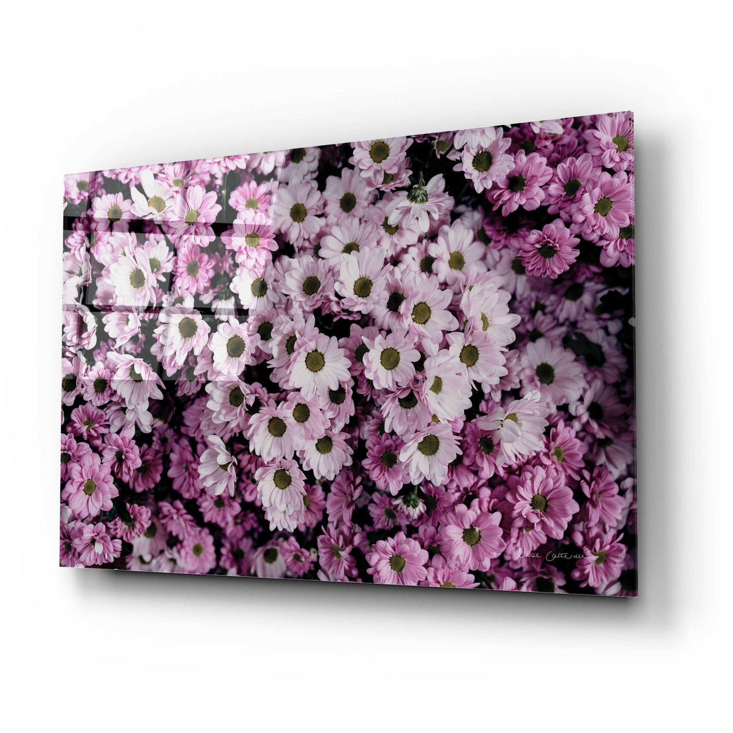 Epic Art 'Pale Daisies' by Elise Catterall, Acrylic Glass Wall Art,24x16