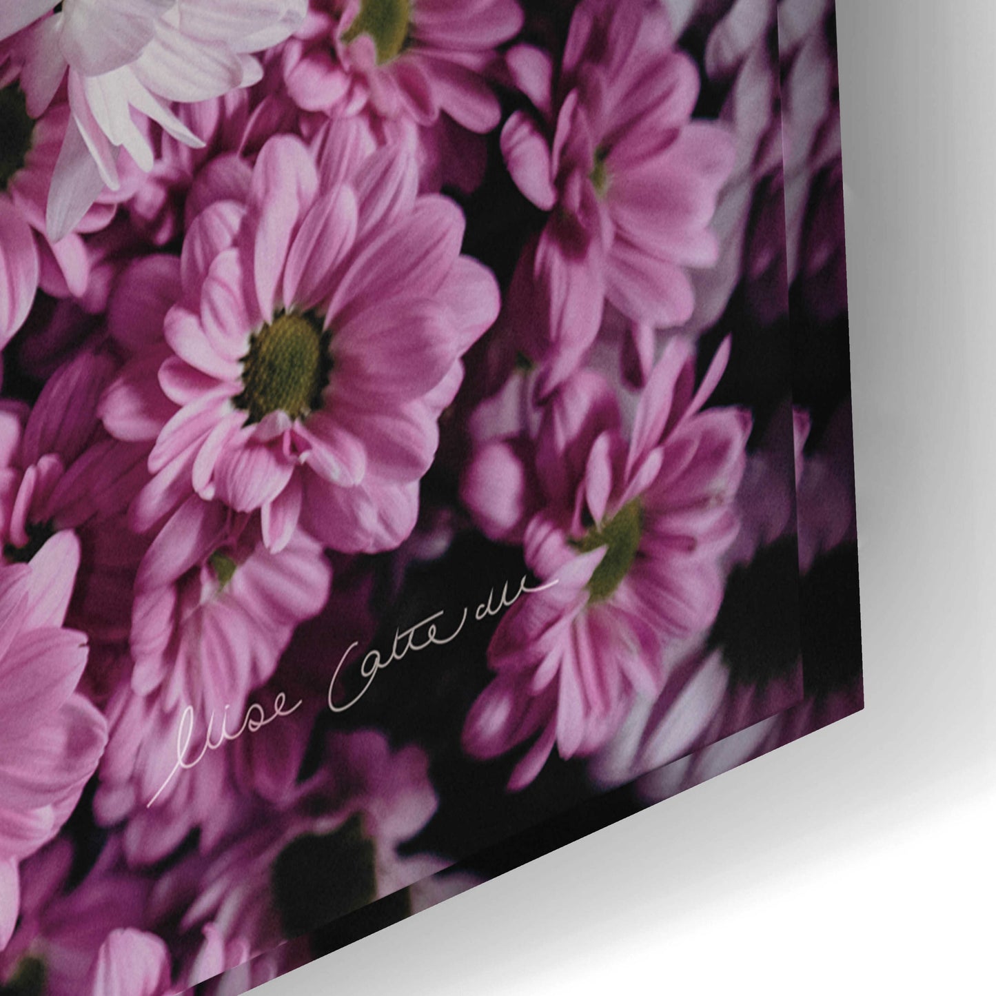 Epic Art 'Pale Daisies' by Elise Catterall, Acrylic Glass Wall Art,24x16